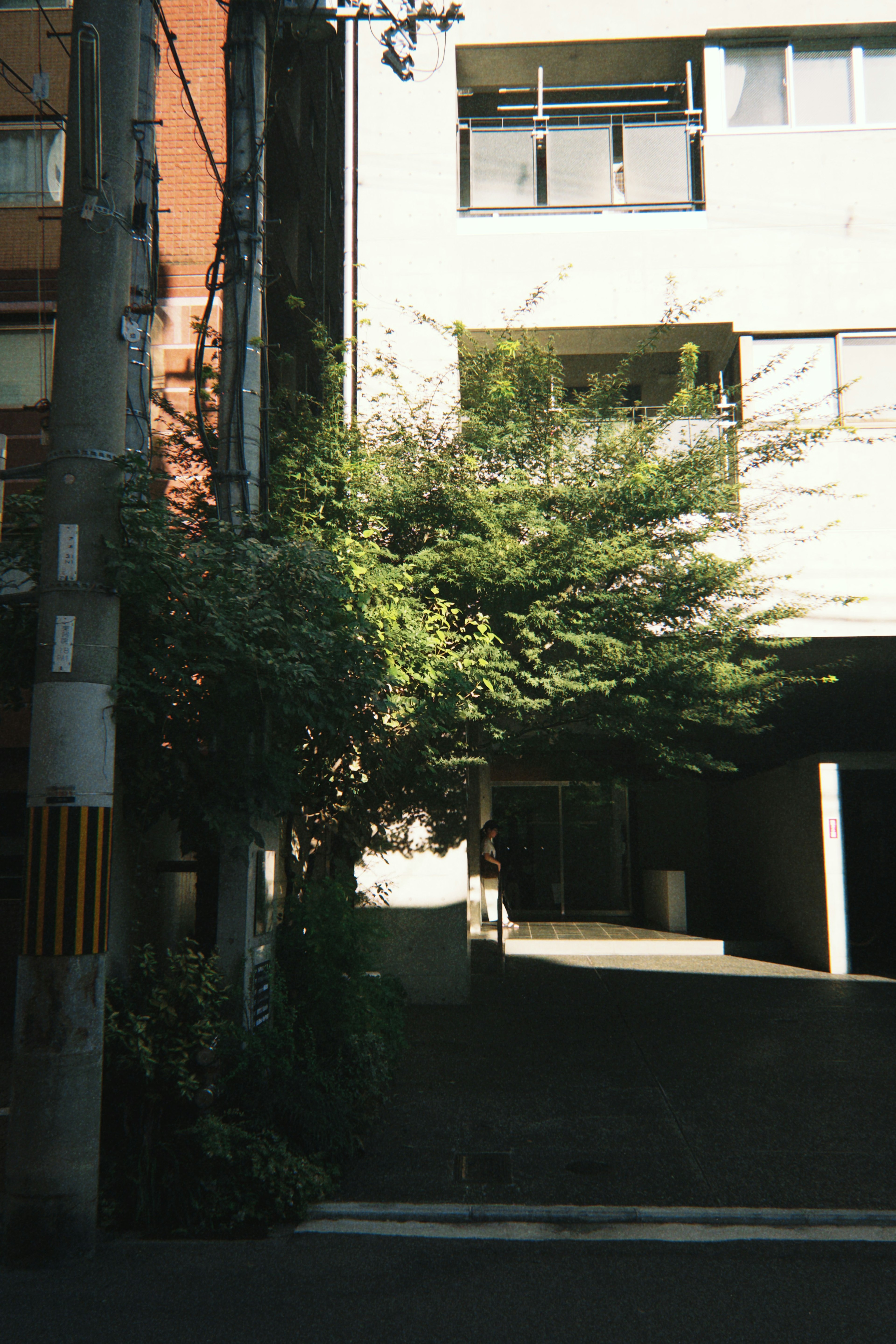 White building in a residential area with a lush green tree