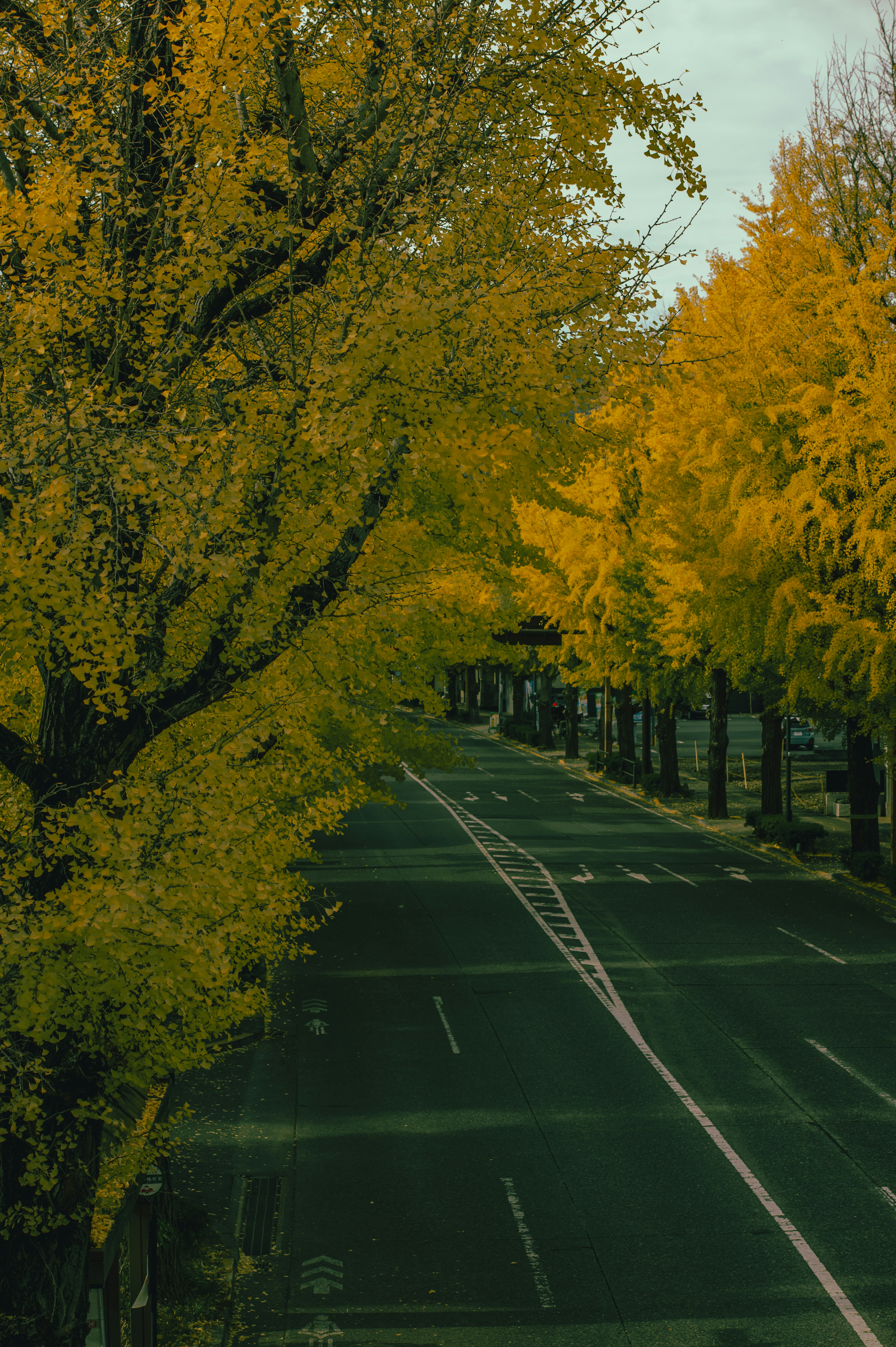 Quiet road lined with vibrant yellow autumn trees