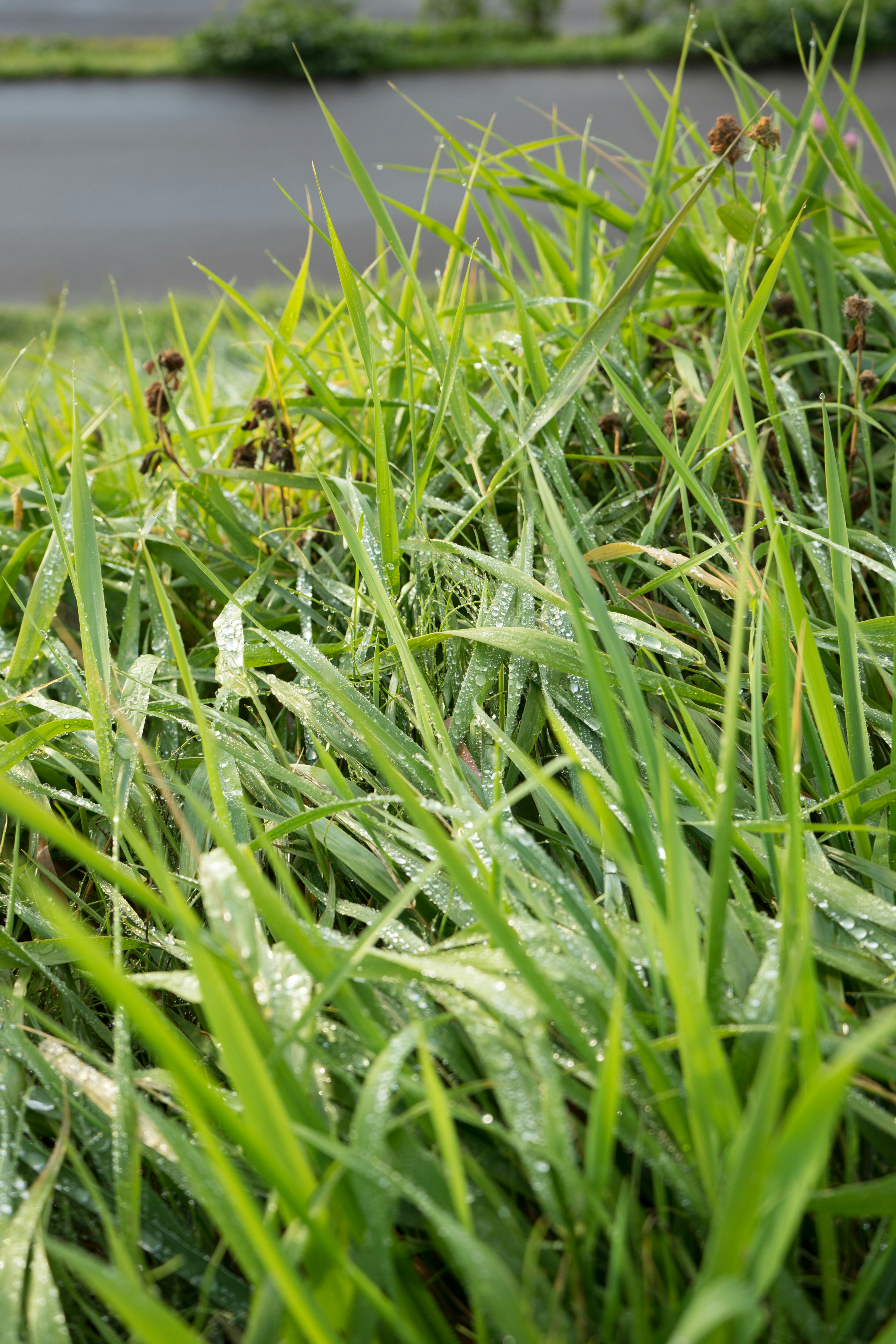 Hierba verde exuberante con un cuerpo de agua de fondo