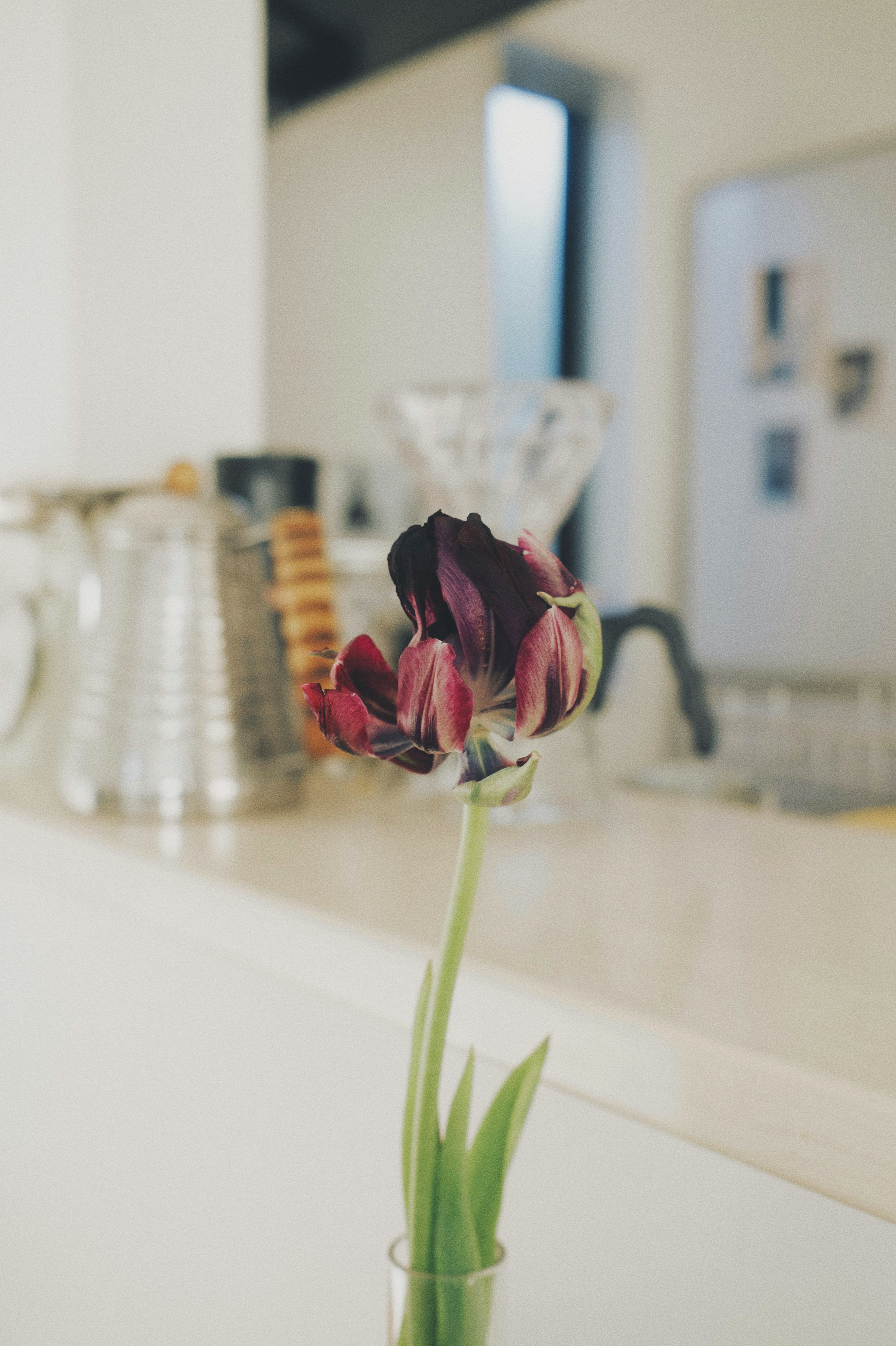 Eine schöne lila Tulpe in einer klaren Vase vor einem minimalistischen Interieur