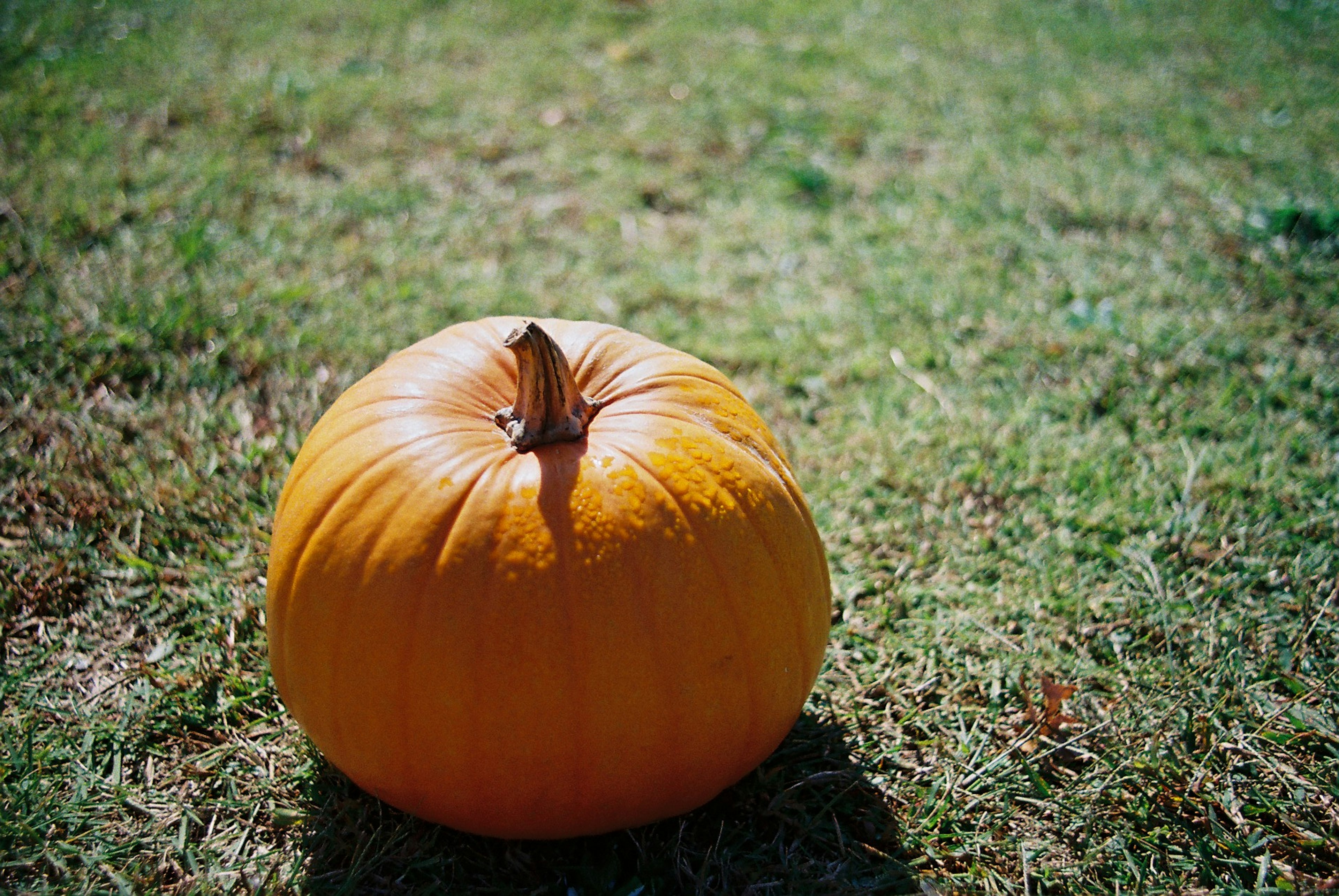 Ein orangefarbener Kürbis auf grünem Gras