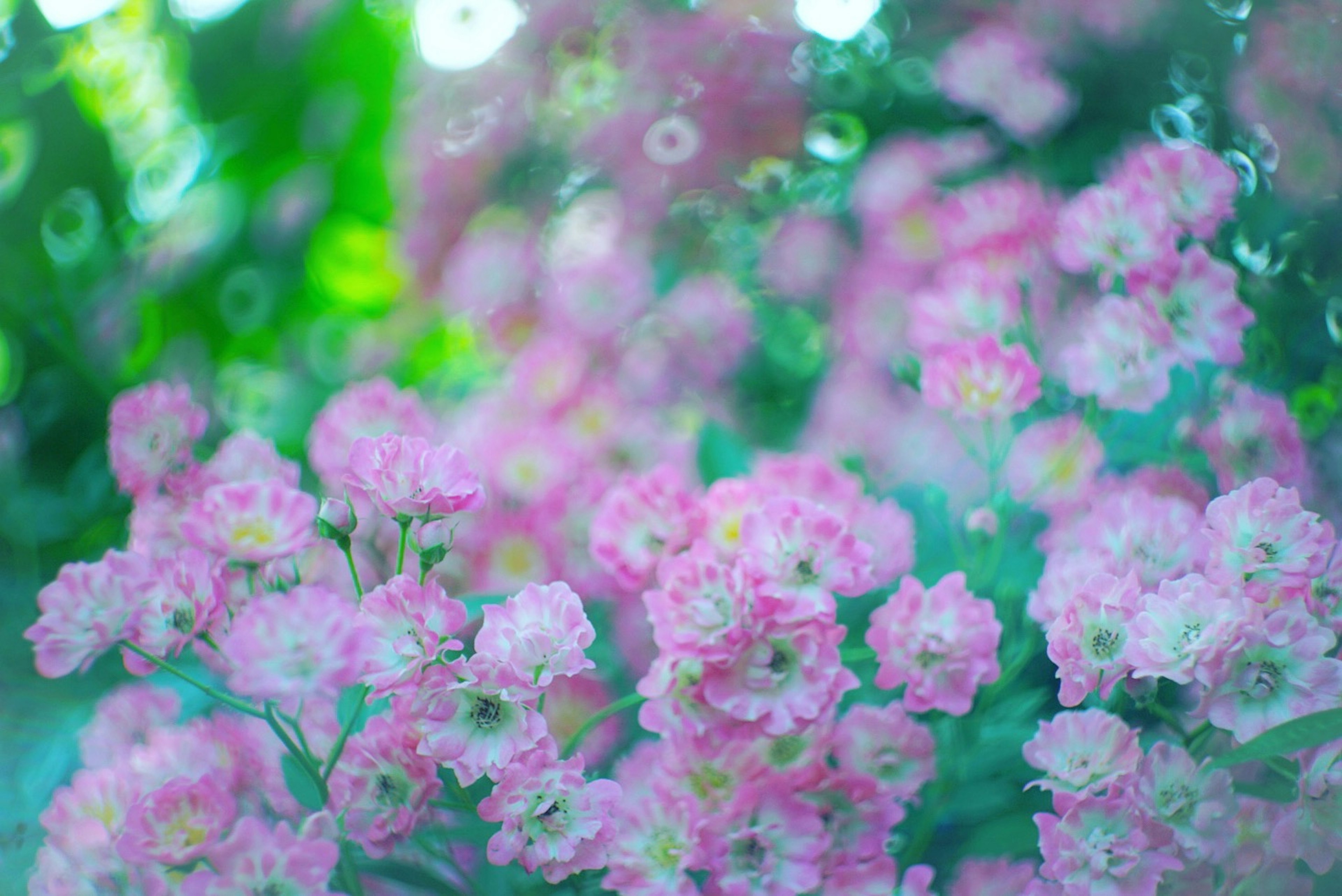 Eine schöne Szene mit lebhaften rosa Blumen in voller Blüte