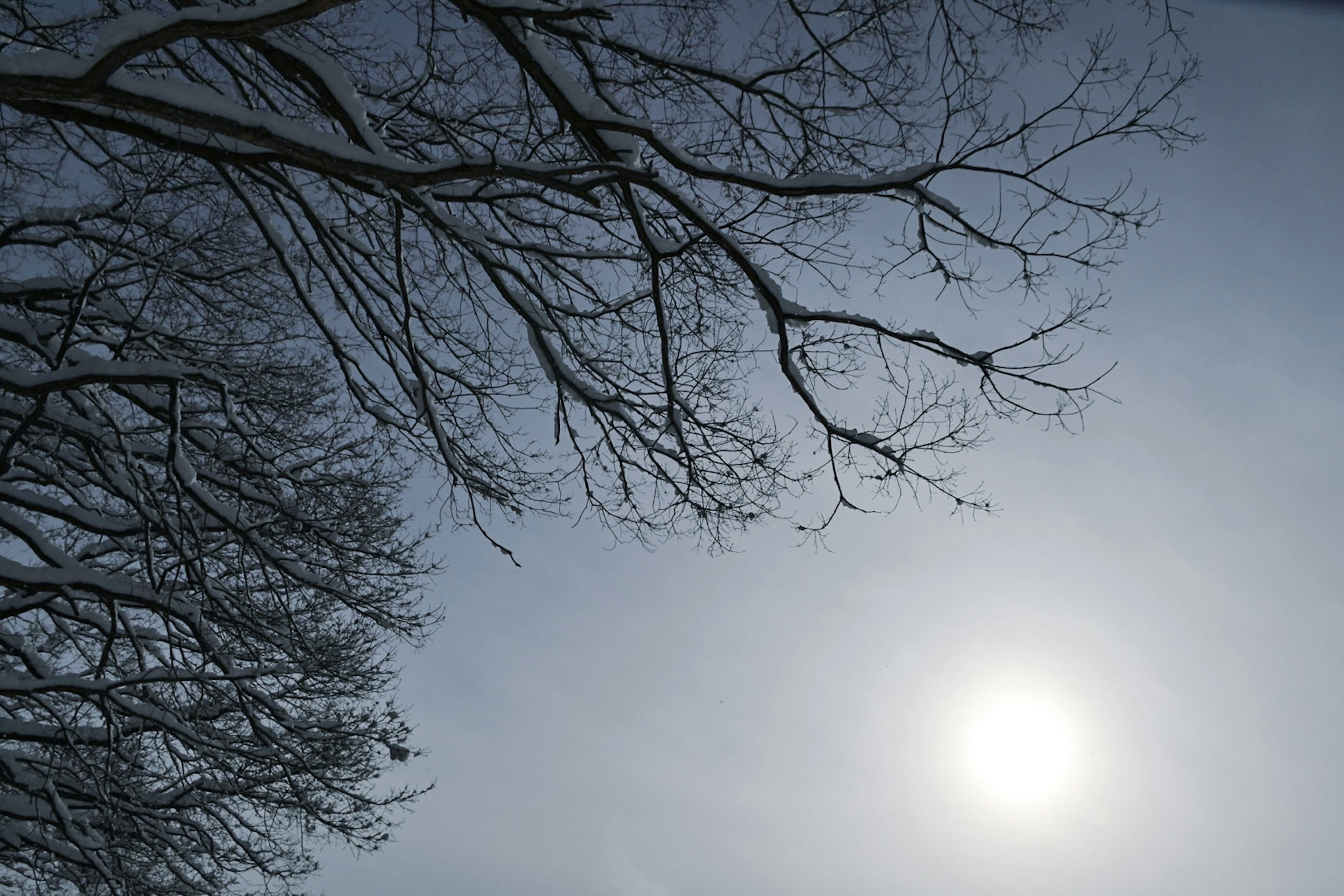 雪の木々と曇った空の下にある太陽