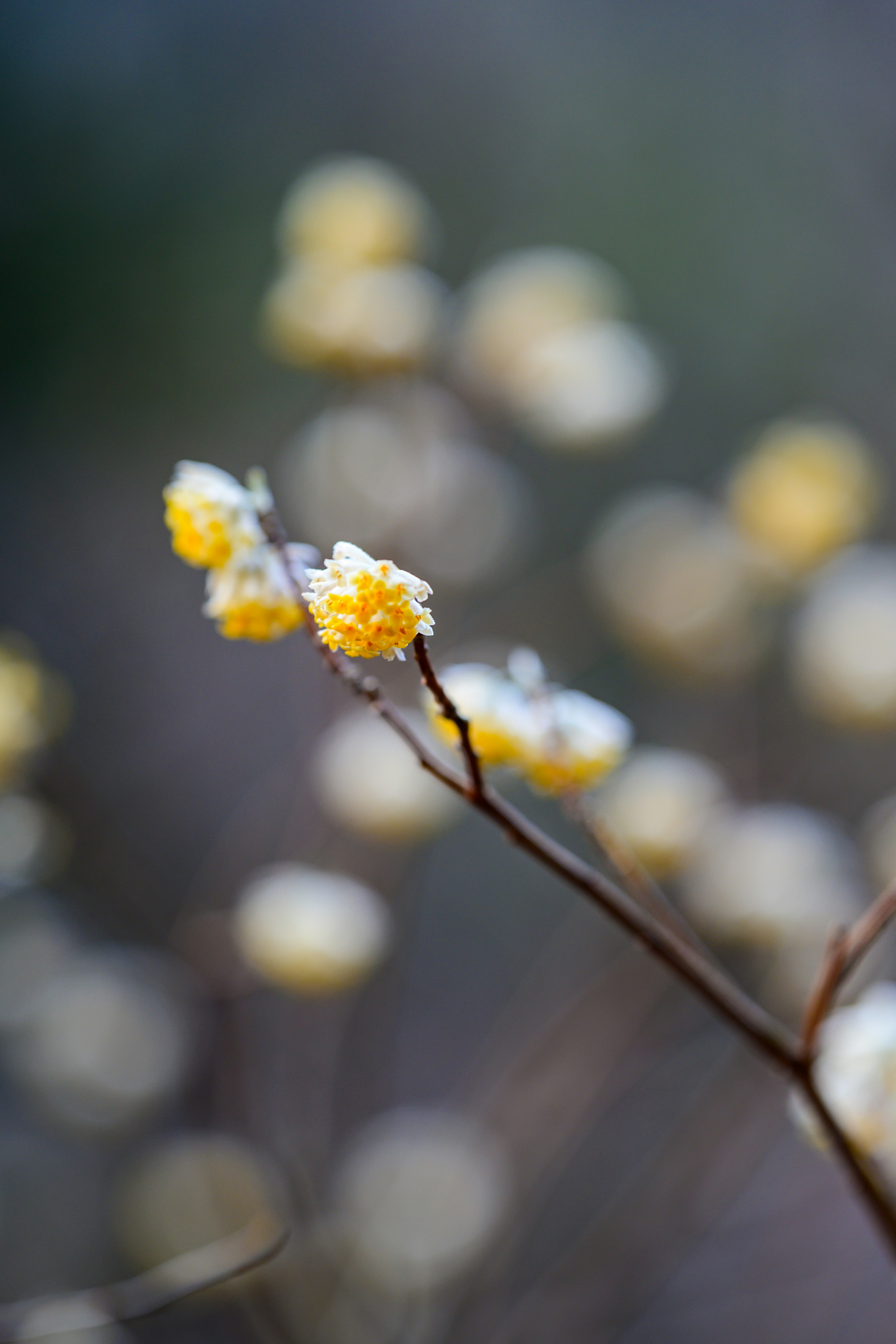 Branch with yellow flowers against a blurred background