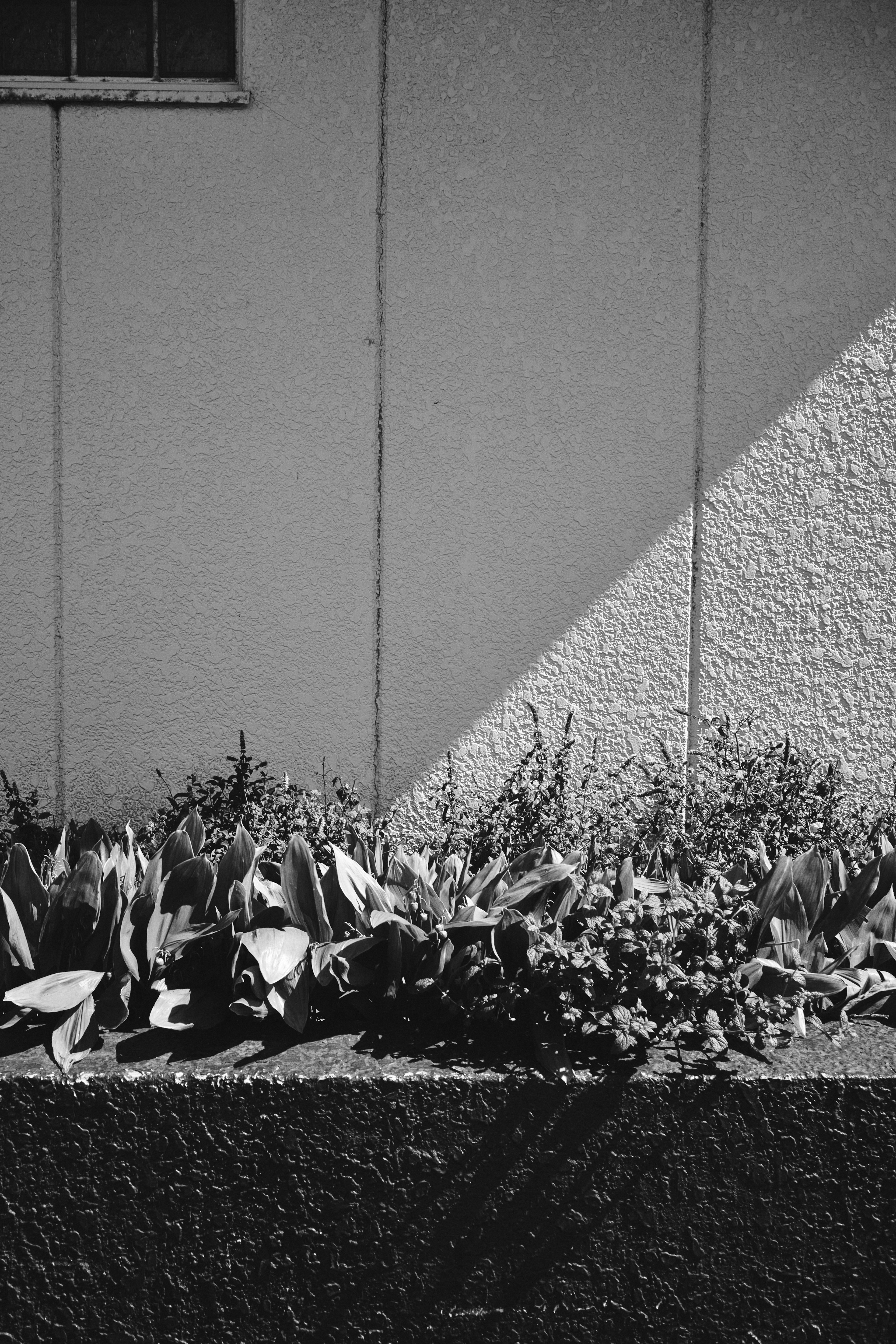 Image en noir et blanc présentant un mur et des plantes contrastantes