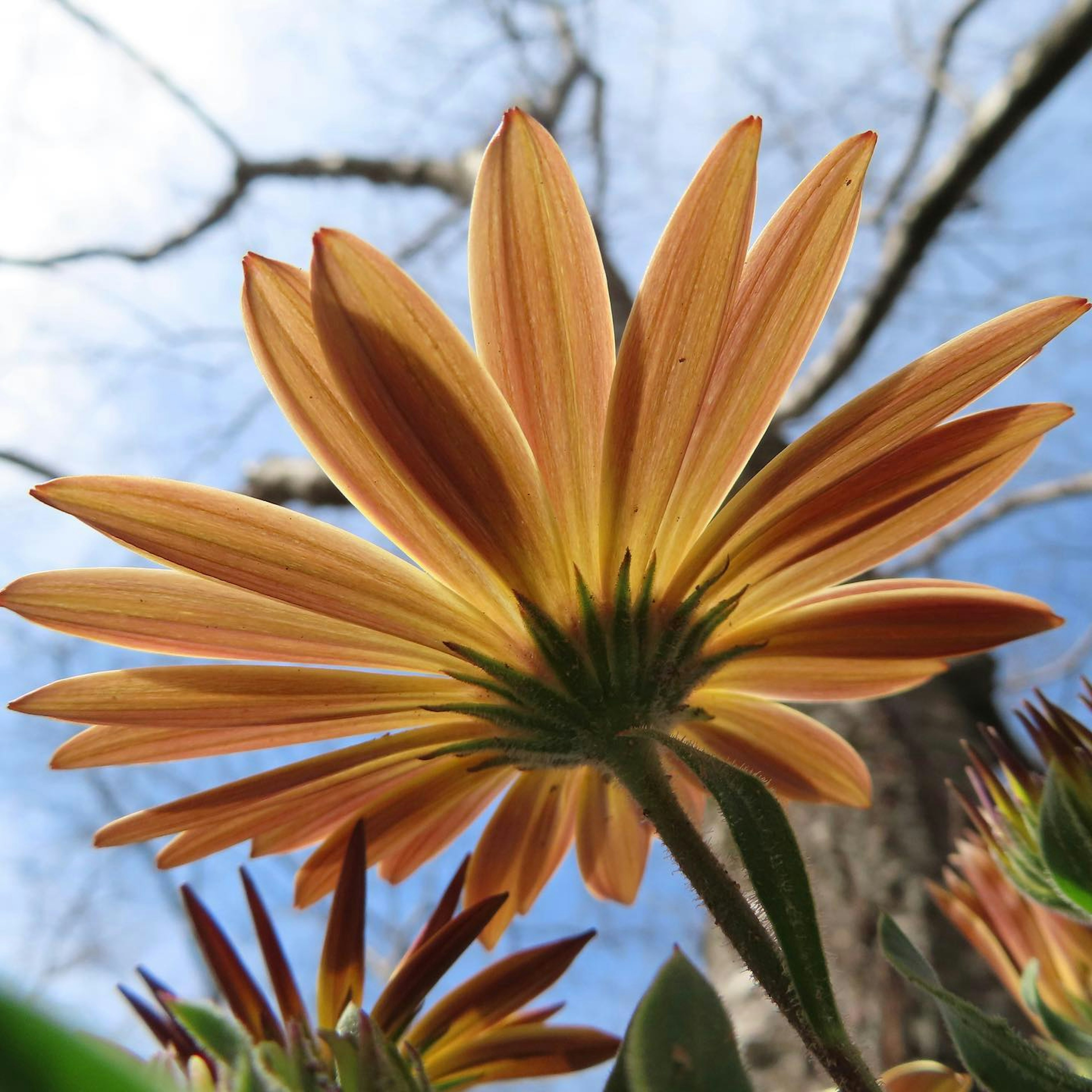 Primo piano di un fiore con petali arancioni e gialli visto da un angolo basso