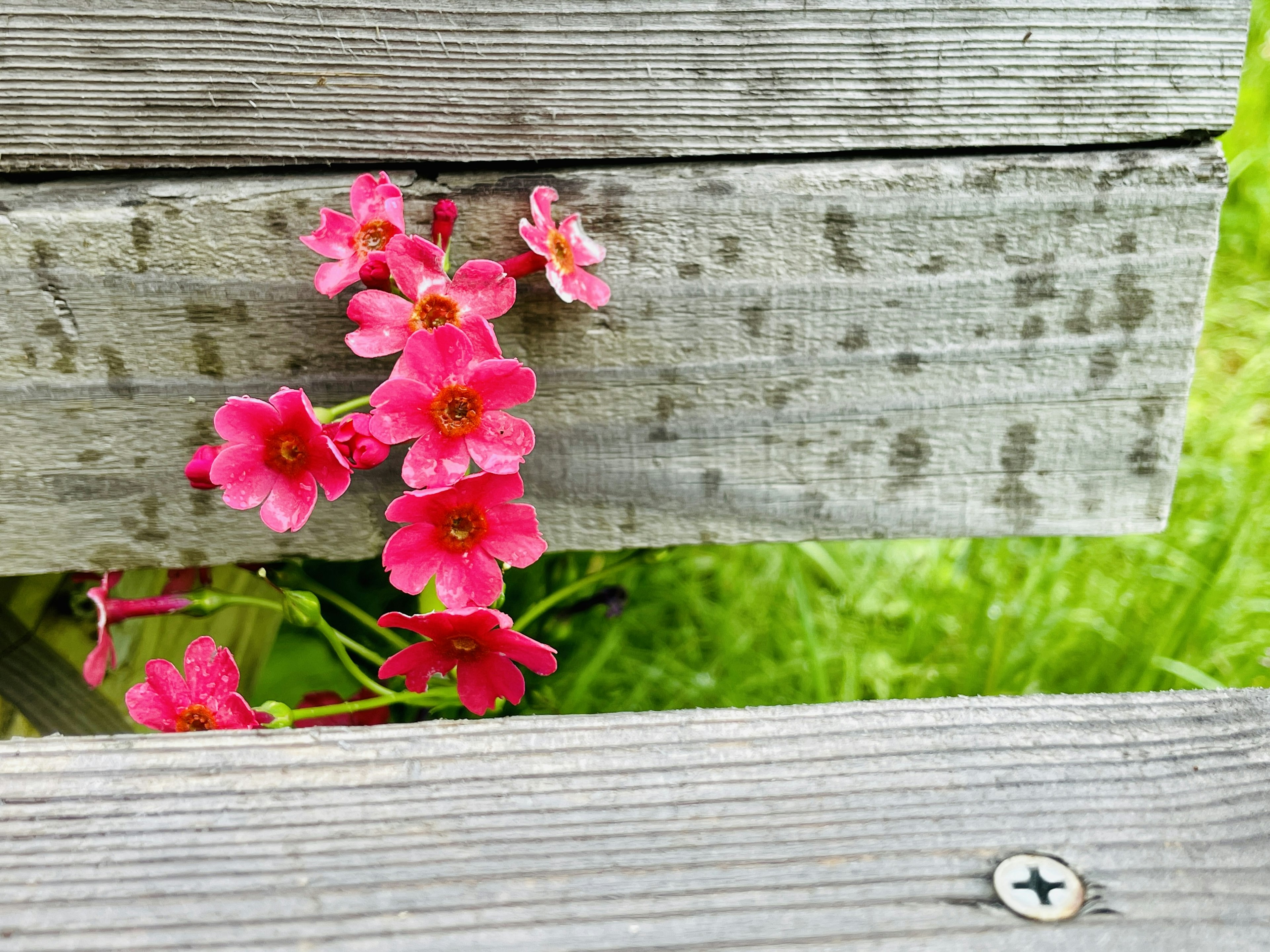 木製の板の間から顔を出す鮮やかなピンクの花