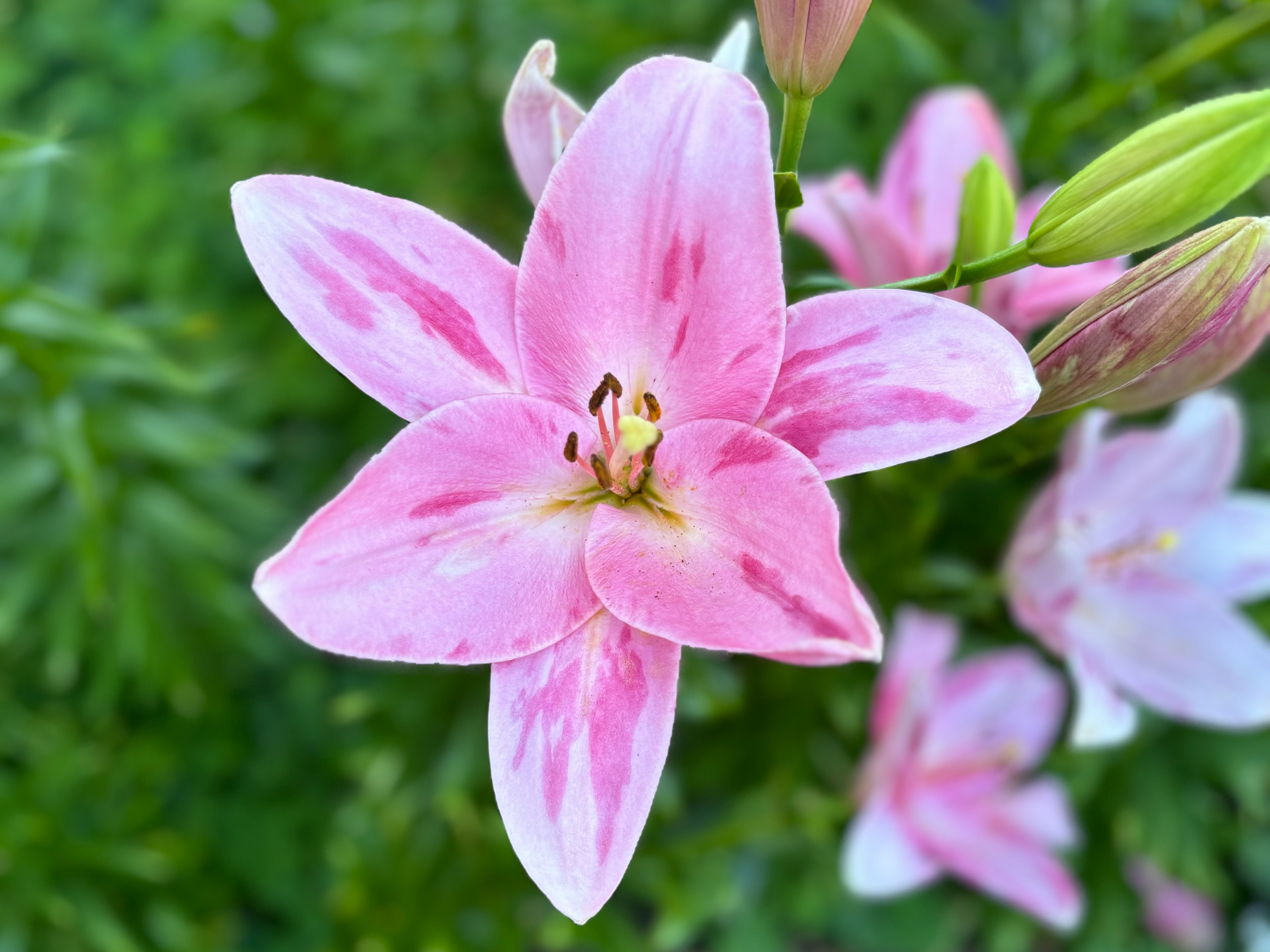 美しいピンクのユリの花が鮮やかな緑の背景に咲いている