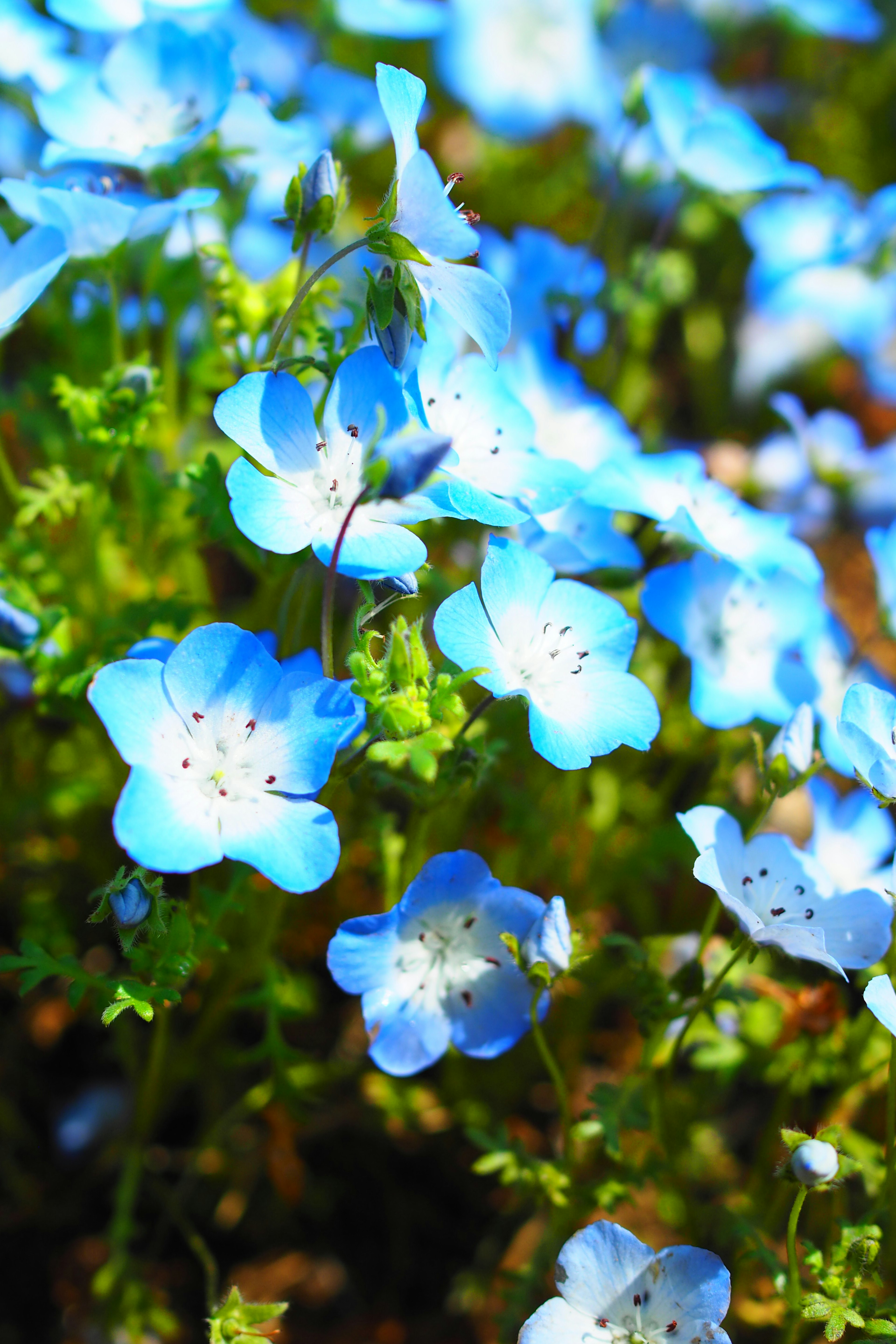 Una vista cercana de delicadas flores azules