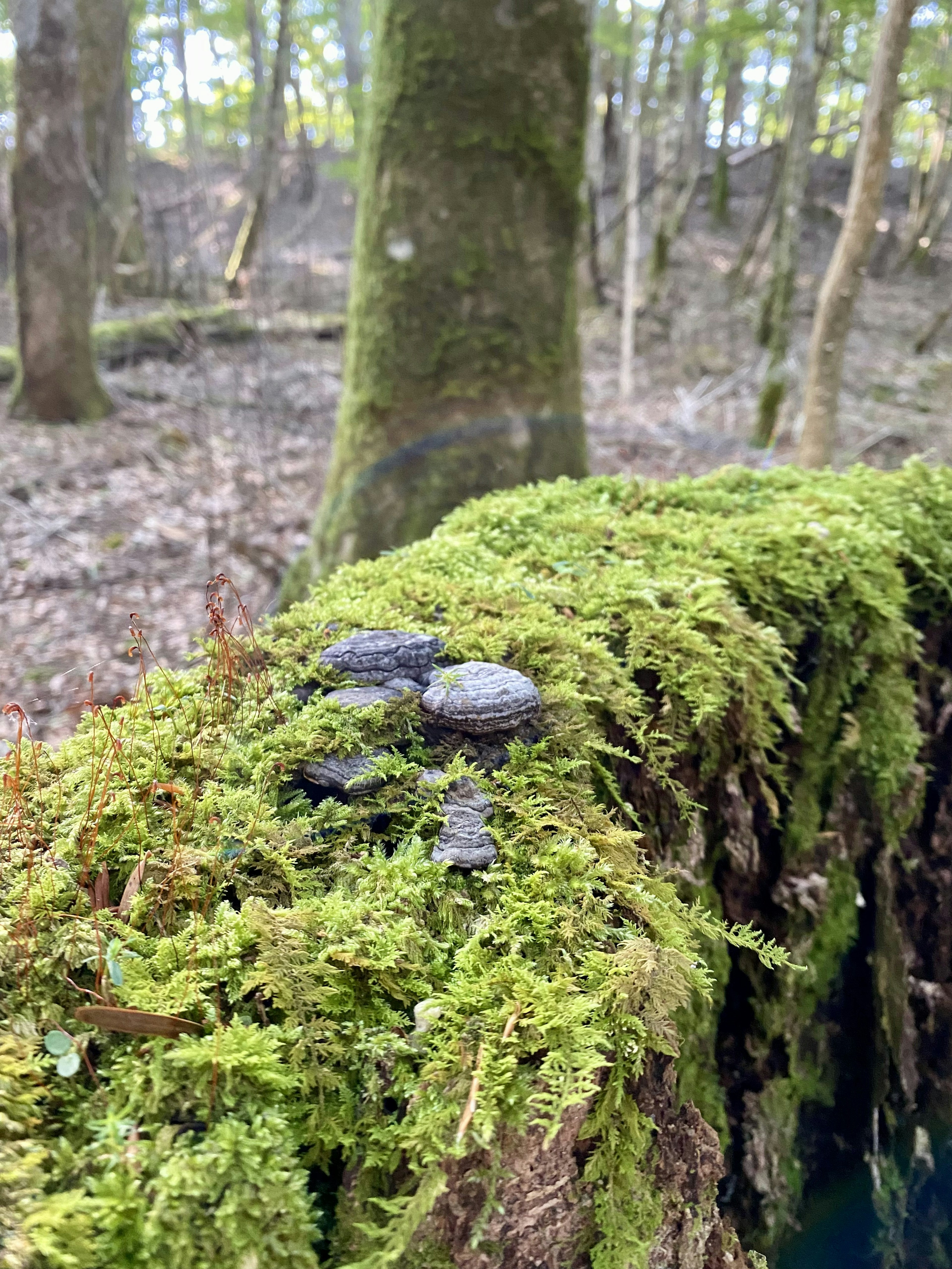 Pequeños champiñones negros en un tronco cubierto de musgo en un entorno forestal