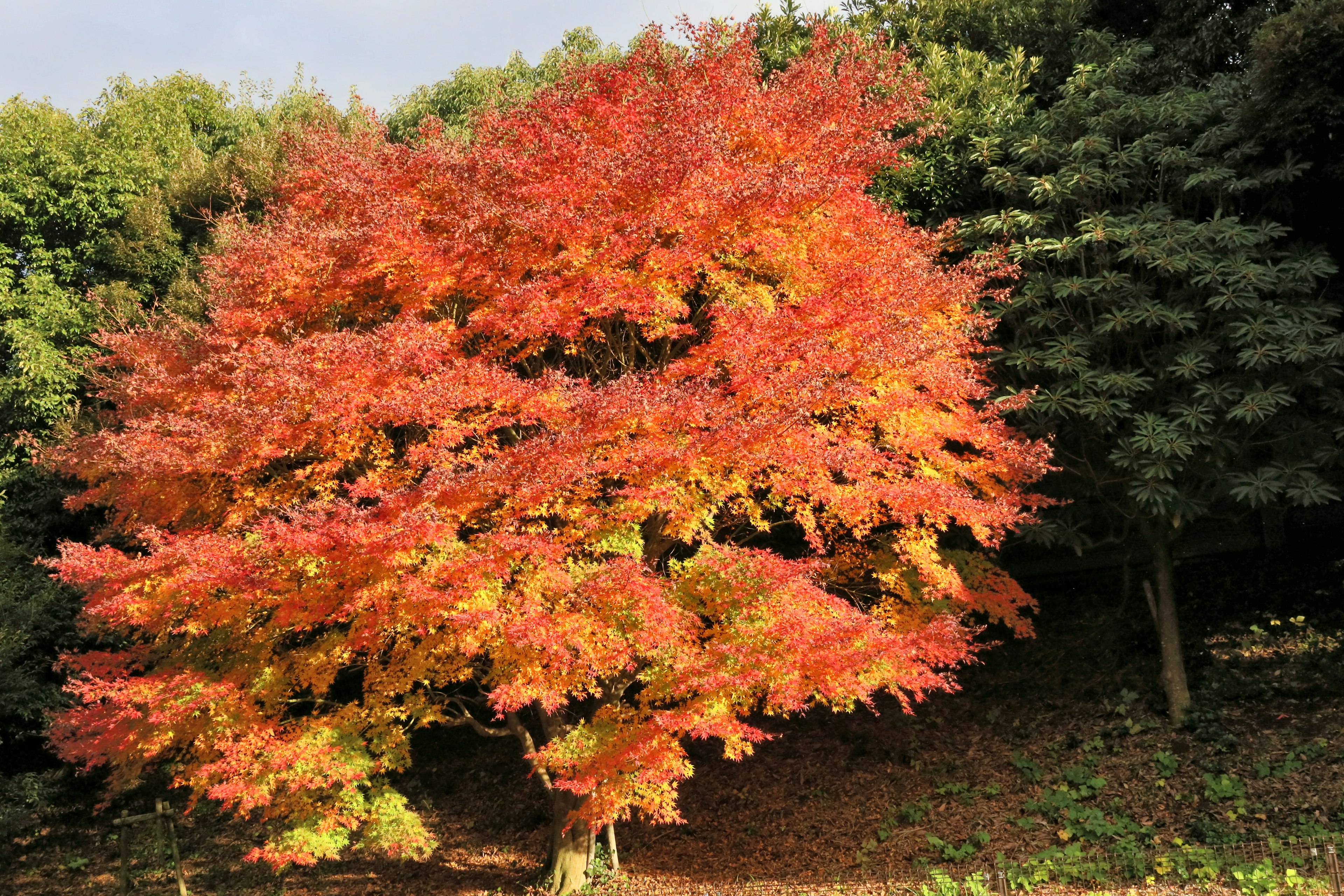 秋の紅葉した木の美しい景観