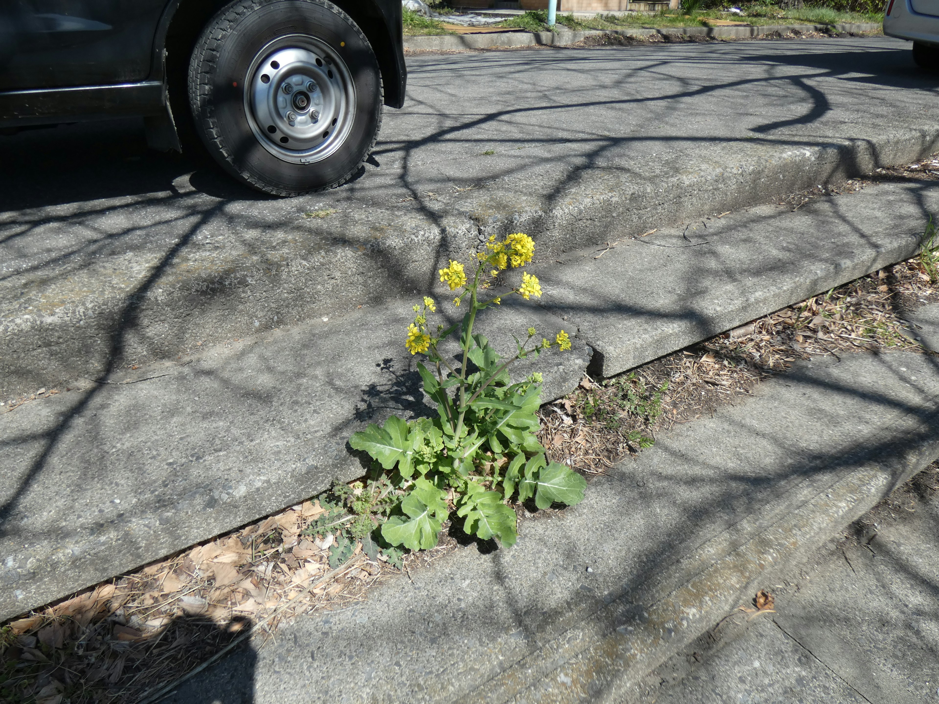 舗装の隙間から生えた黄色い花の植物と影