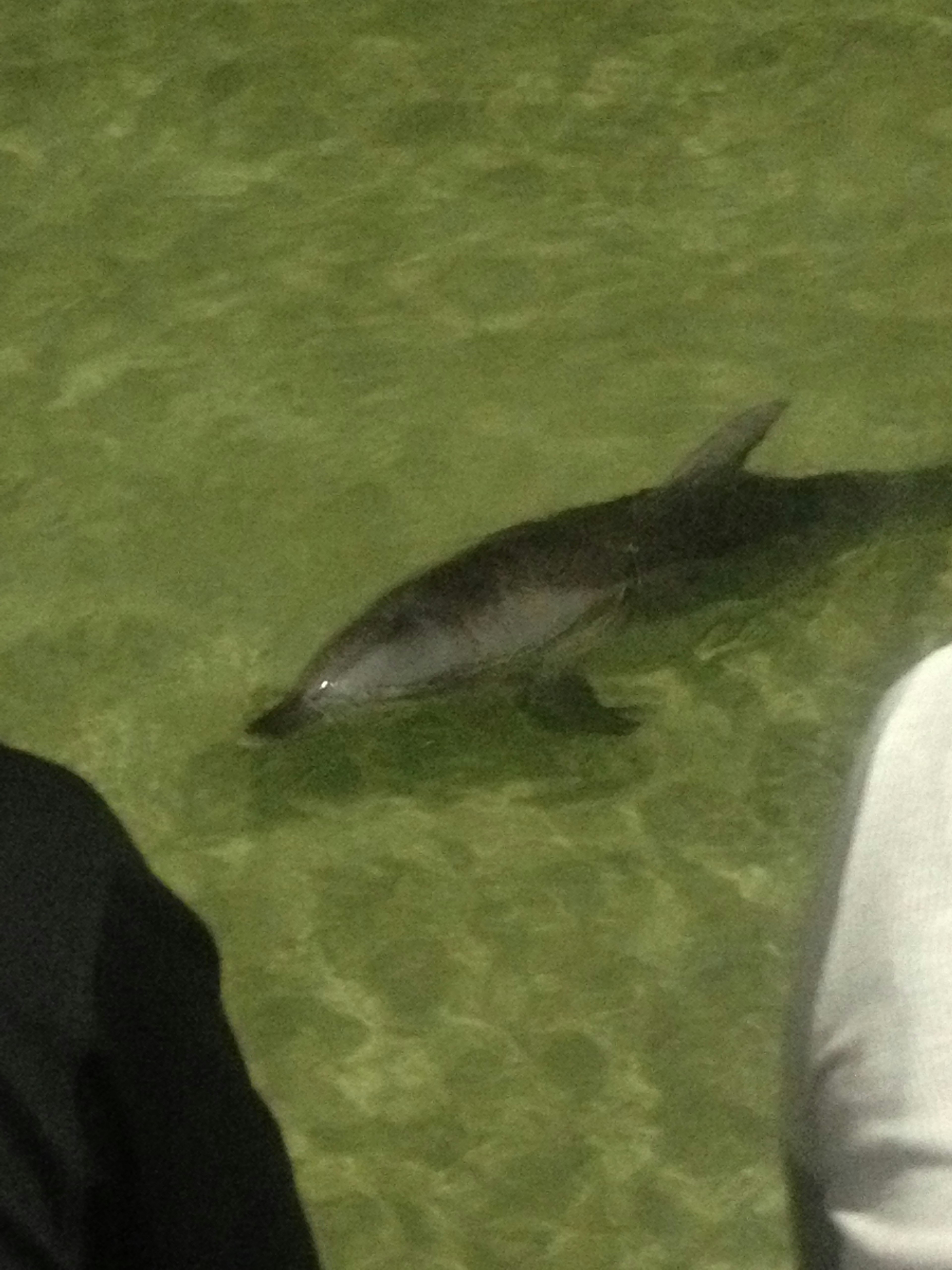 Delfin schwimmt in flachem Wasser in der Nähe von Menschen