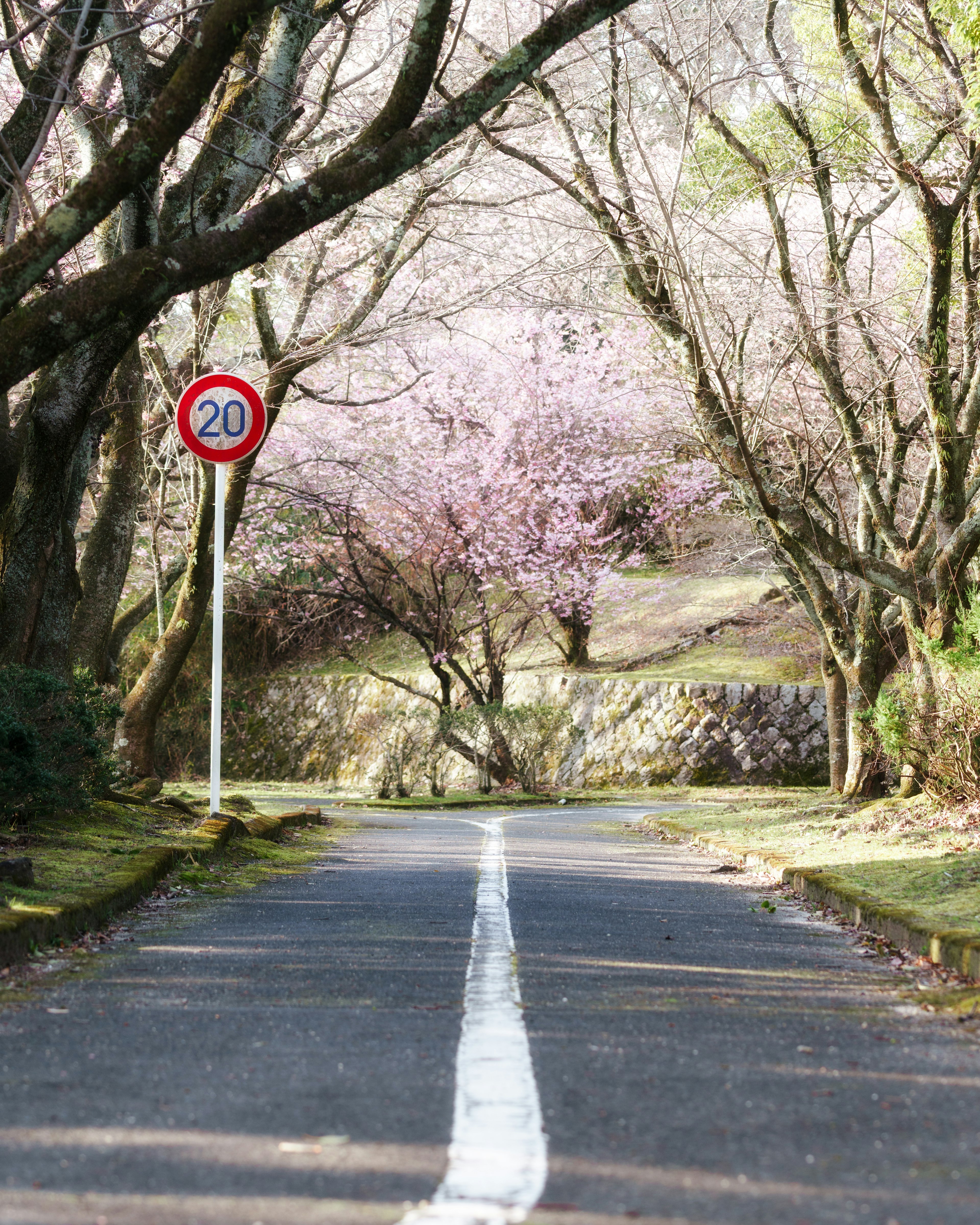 一條被櫻花樹環繞的道路和一個限速標誌