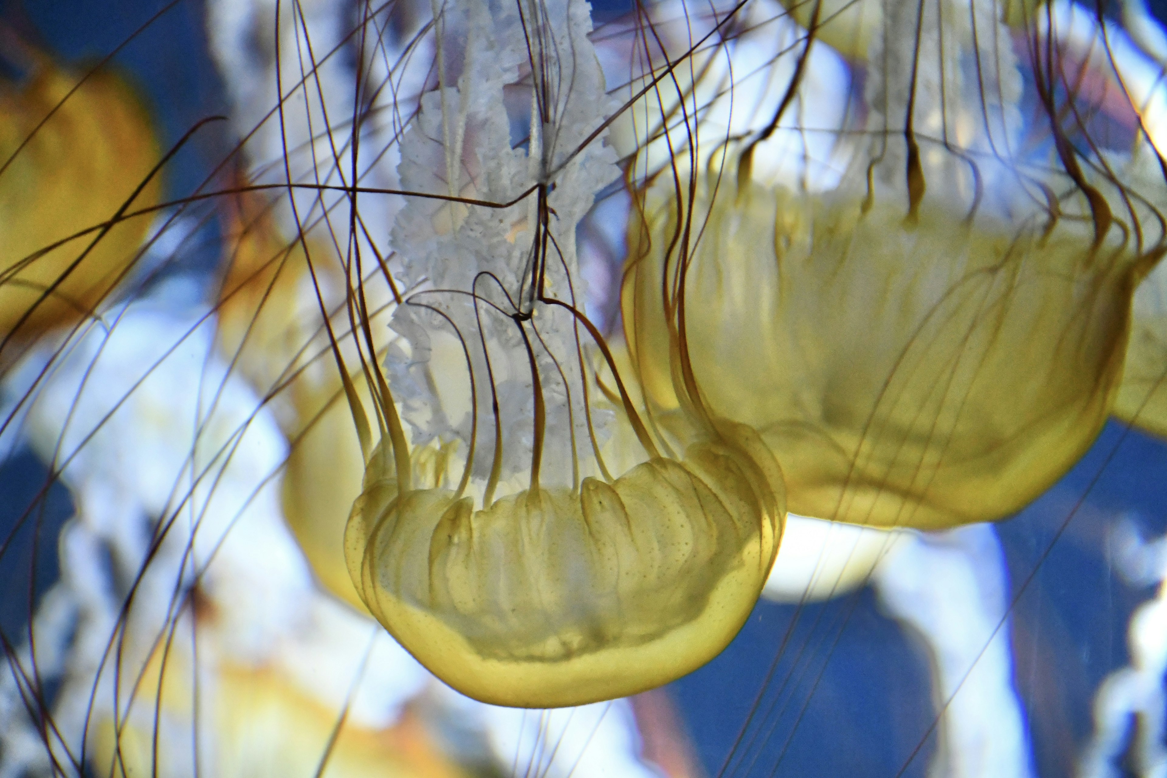 Grouping of yellow jellyfish swimming against a blue background