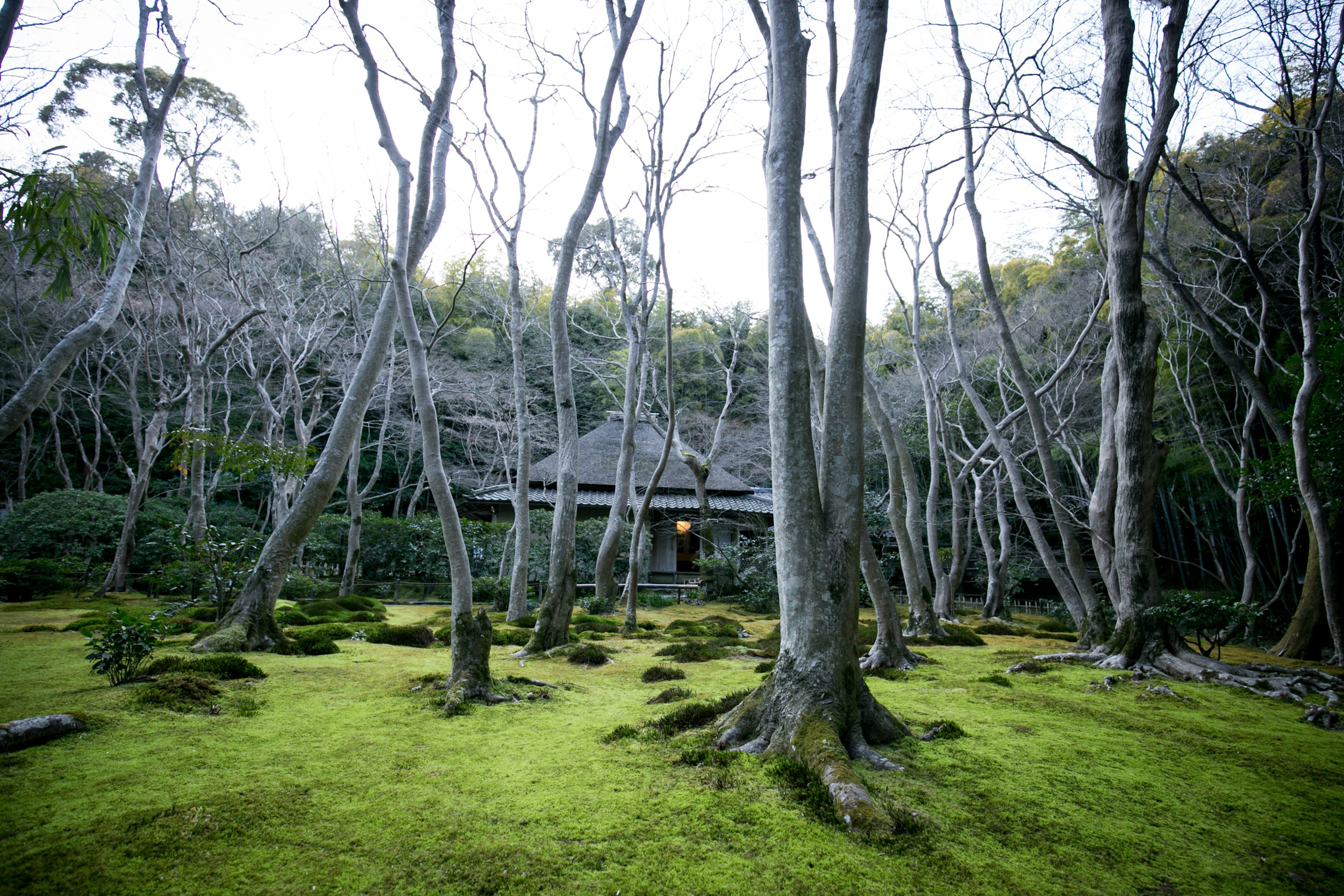 Ruhige japanische Gartenszene umgeben von kahlen Bäumen