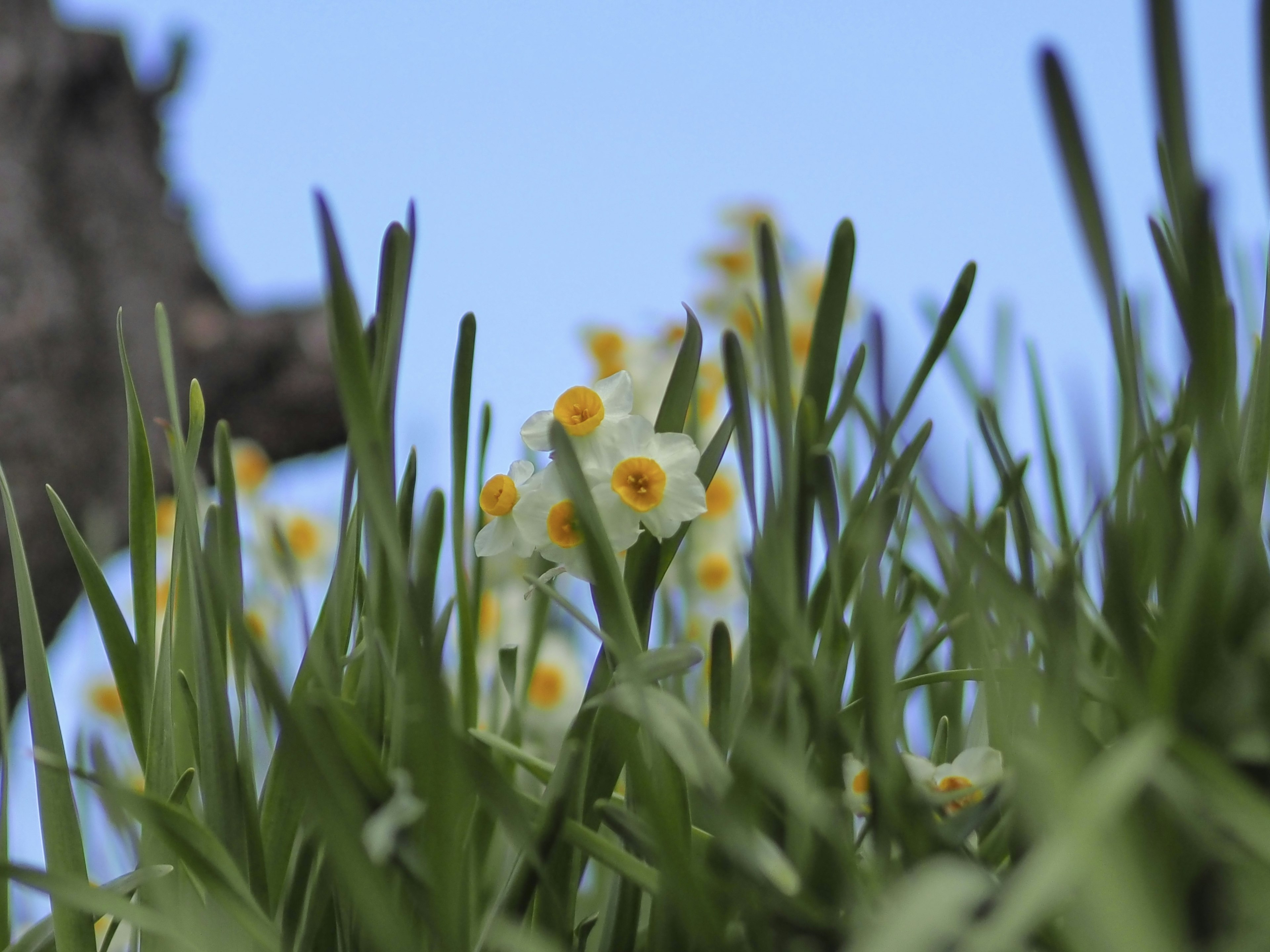 Flores blancas con centros amarillos entre la hierba verde