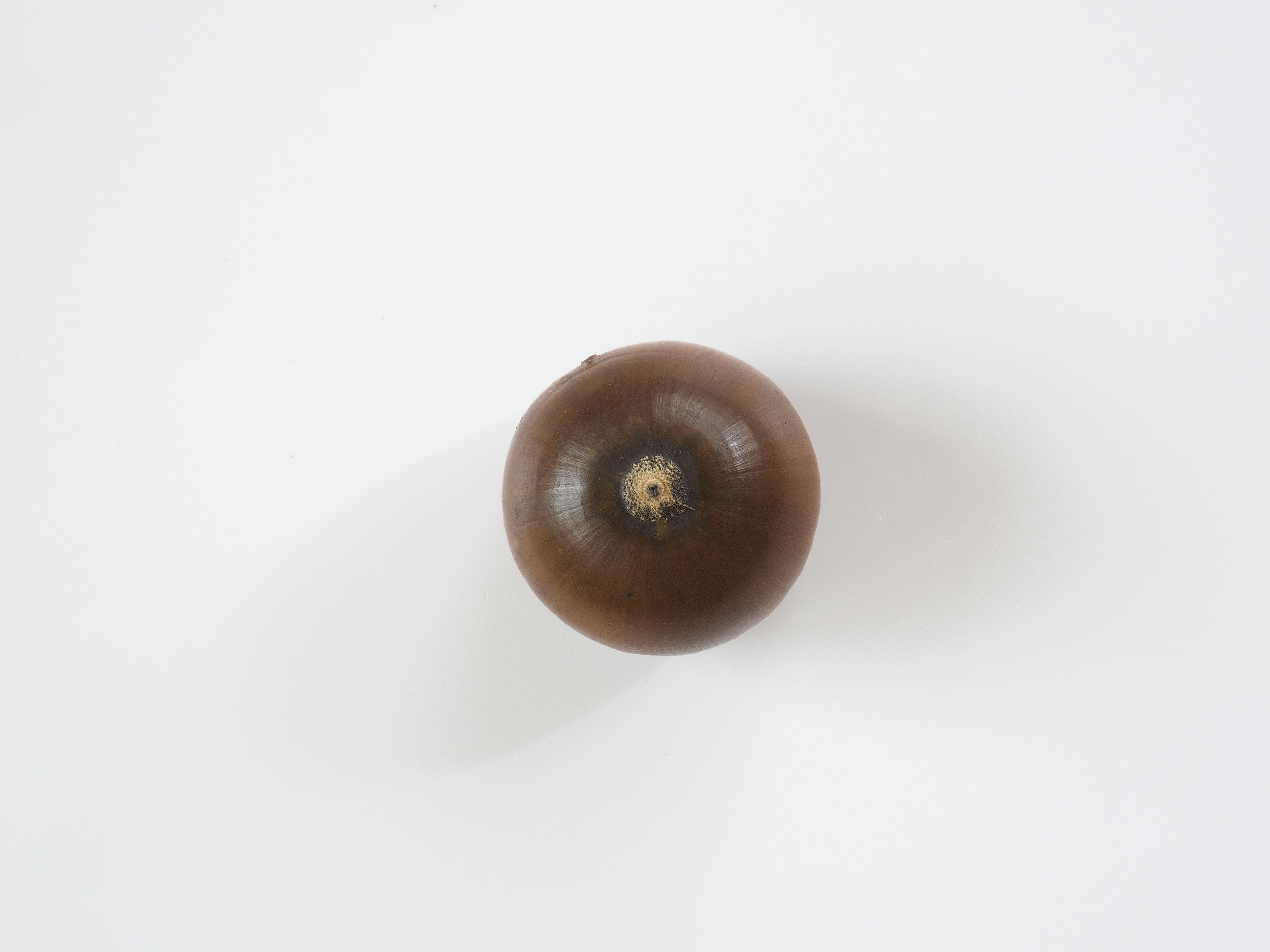 A round brown fruit placed on a white background