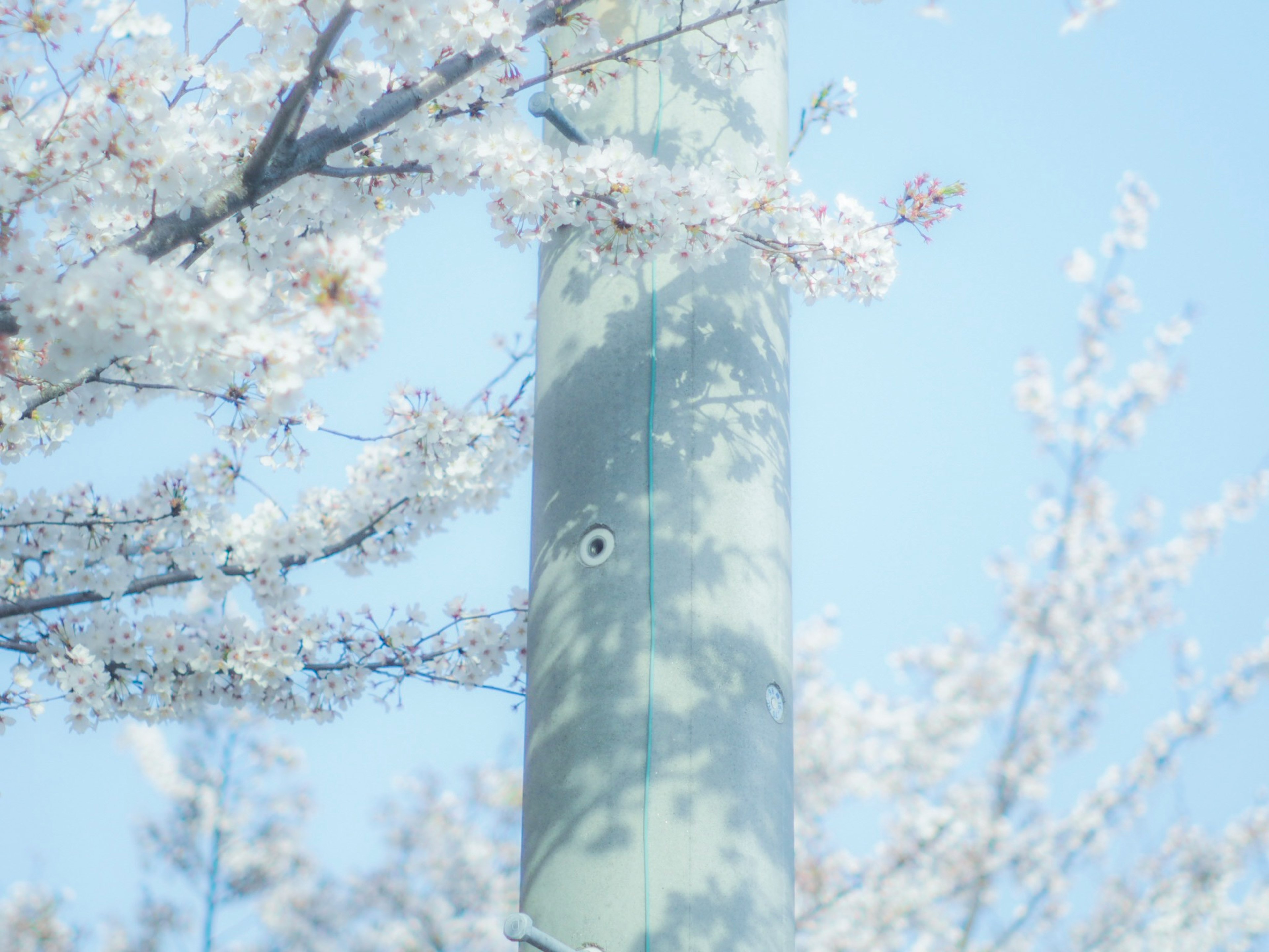 A photo of a utility pole surrounded by cherry blossom branches against a blue sky