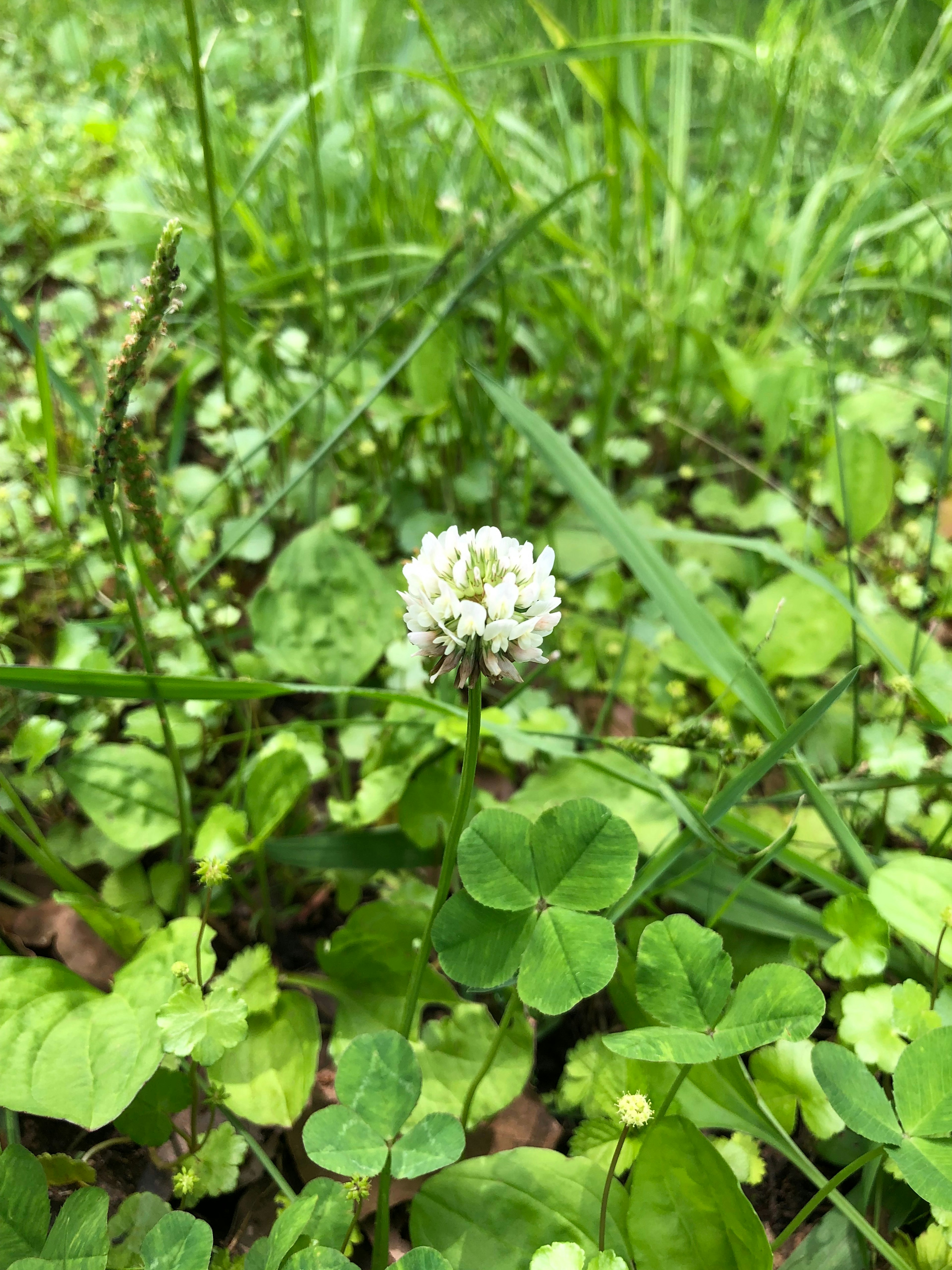 Un fiore di trifoglio bianco circondato da foglie verdi in un'area erbosa