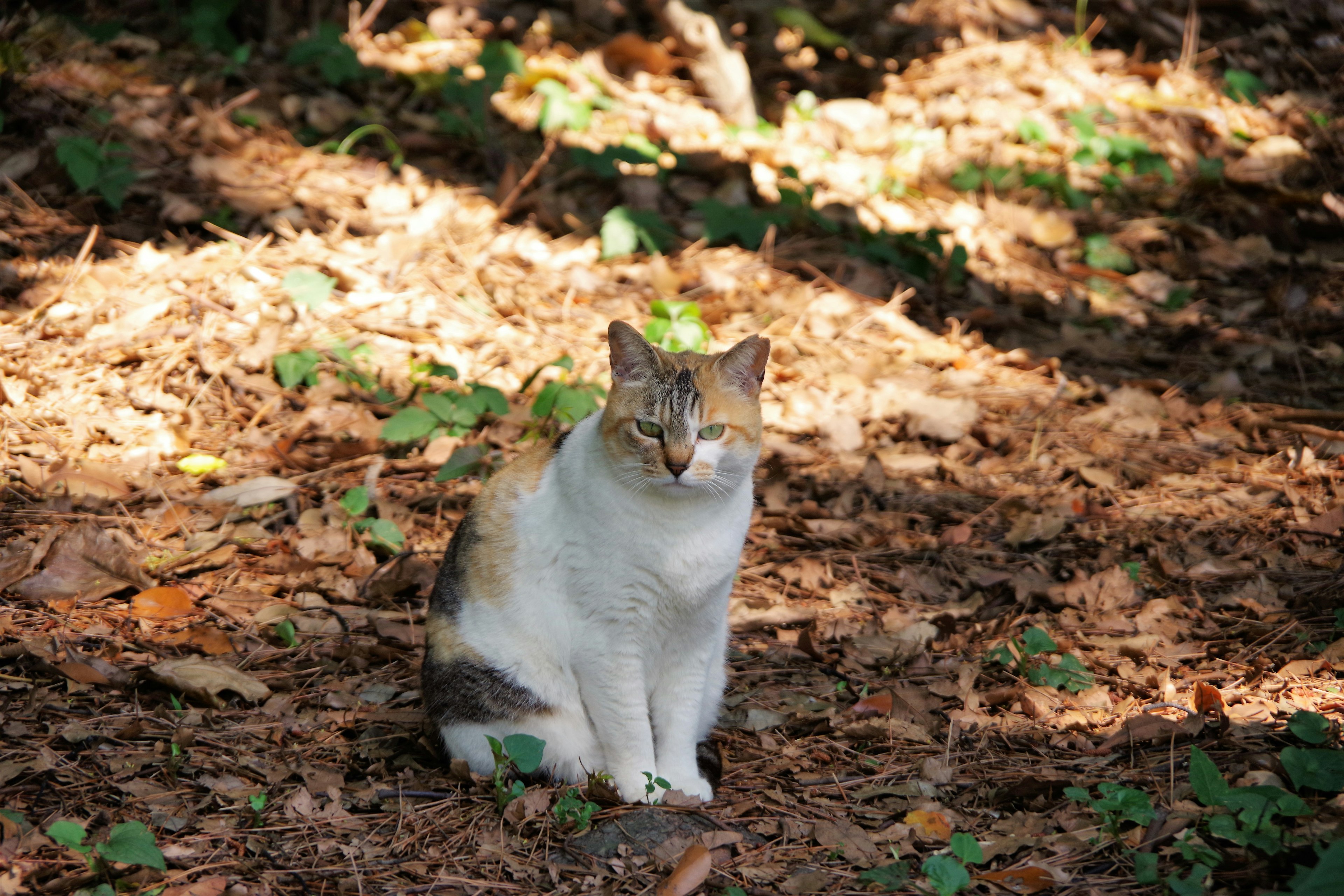 Un chat blanc assis dans la forêt parmi les feuilles mortes