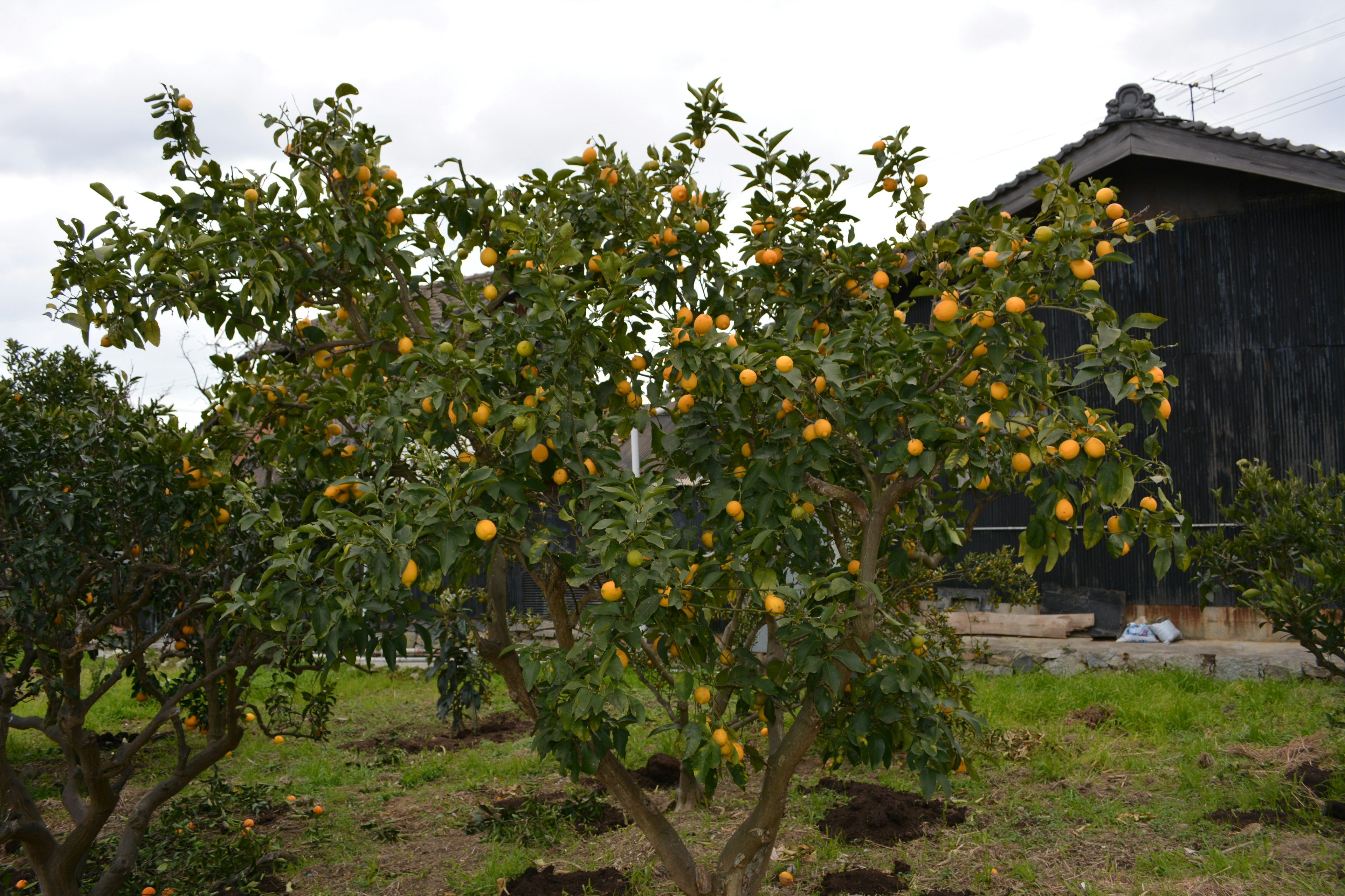 Orange tree laden with fruit beside a black building