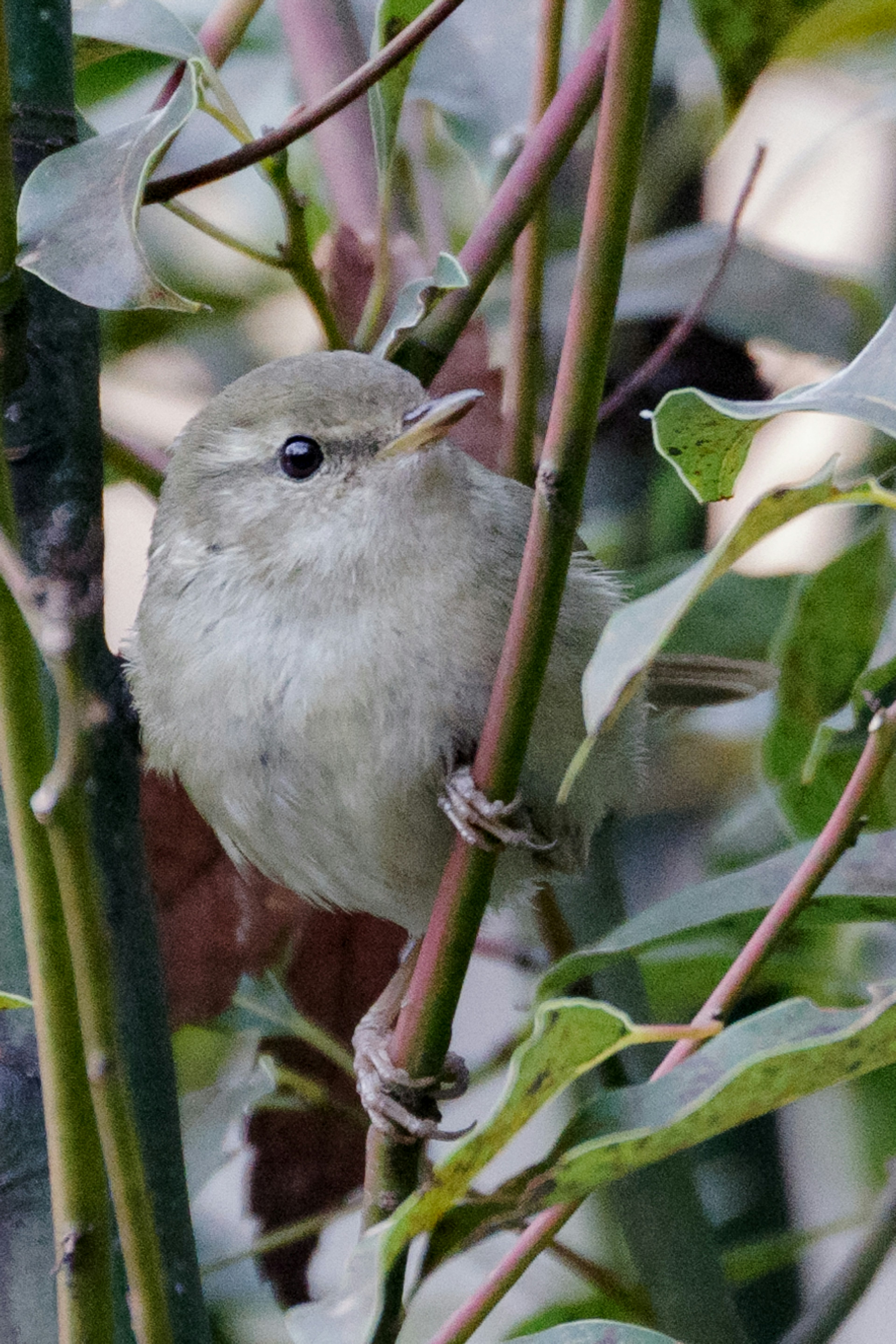 Un petit oiseau perché parmi des plantes vertes