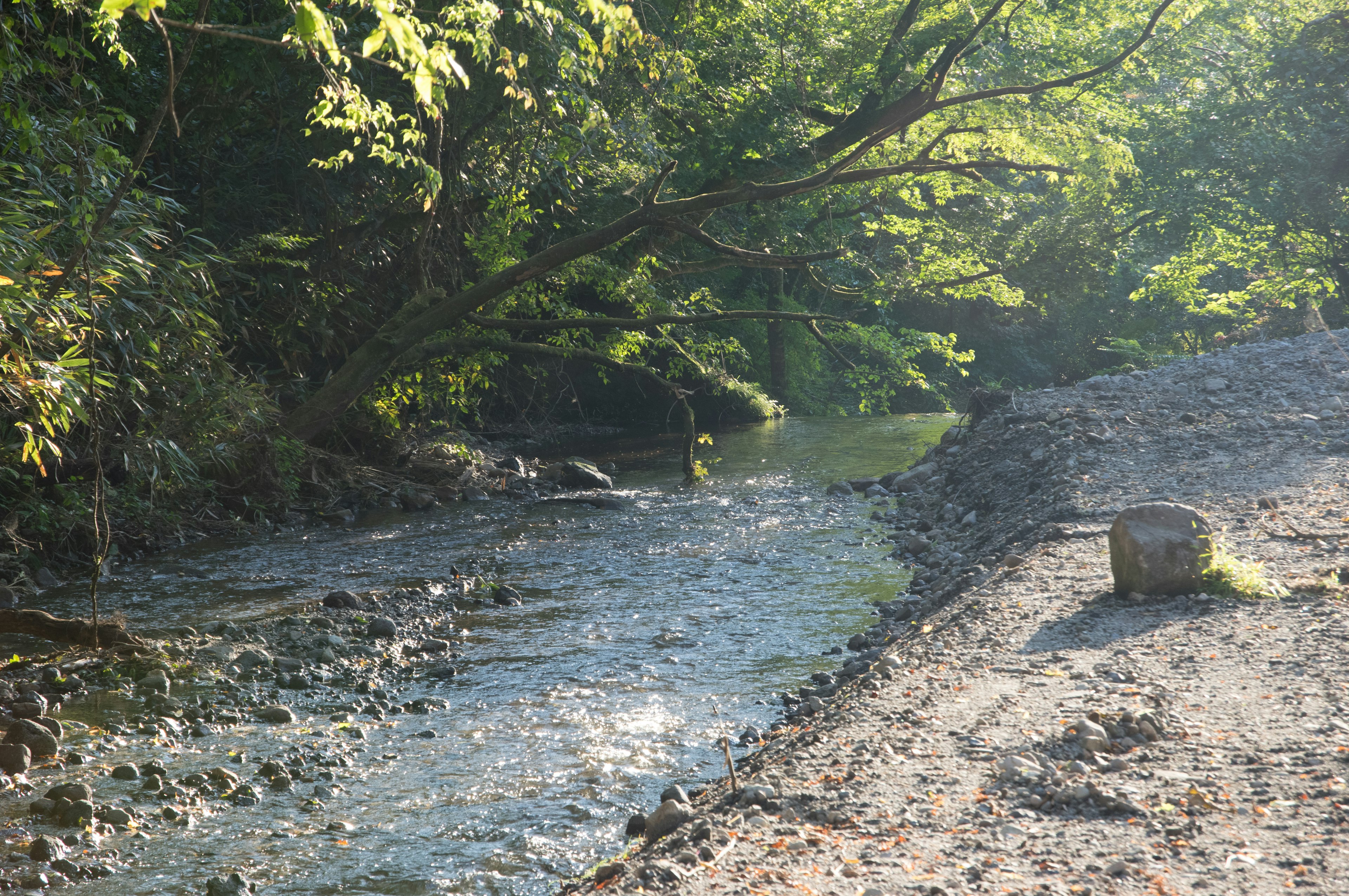 Paysage de rivière serein avec une végétation luxuriante et des eaux calmes