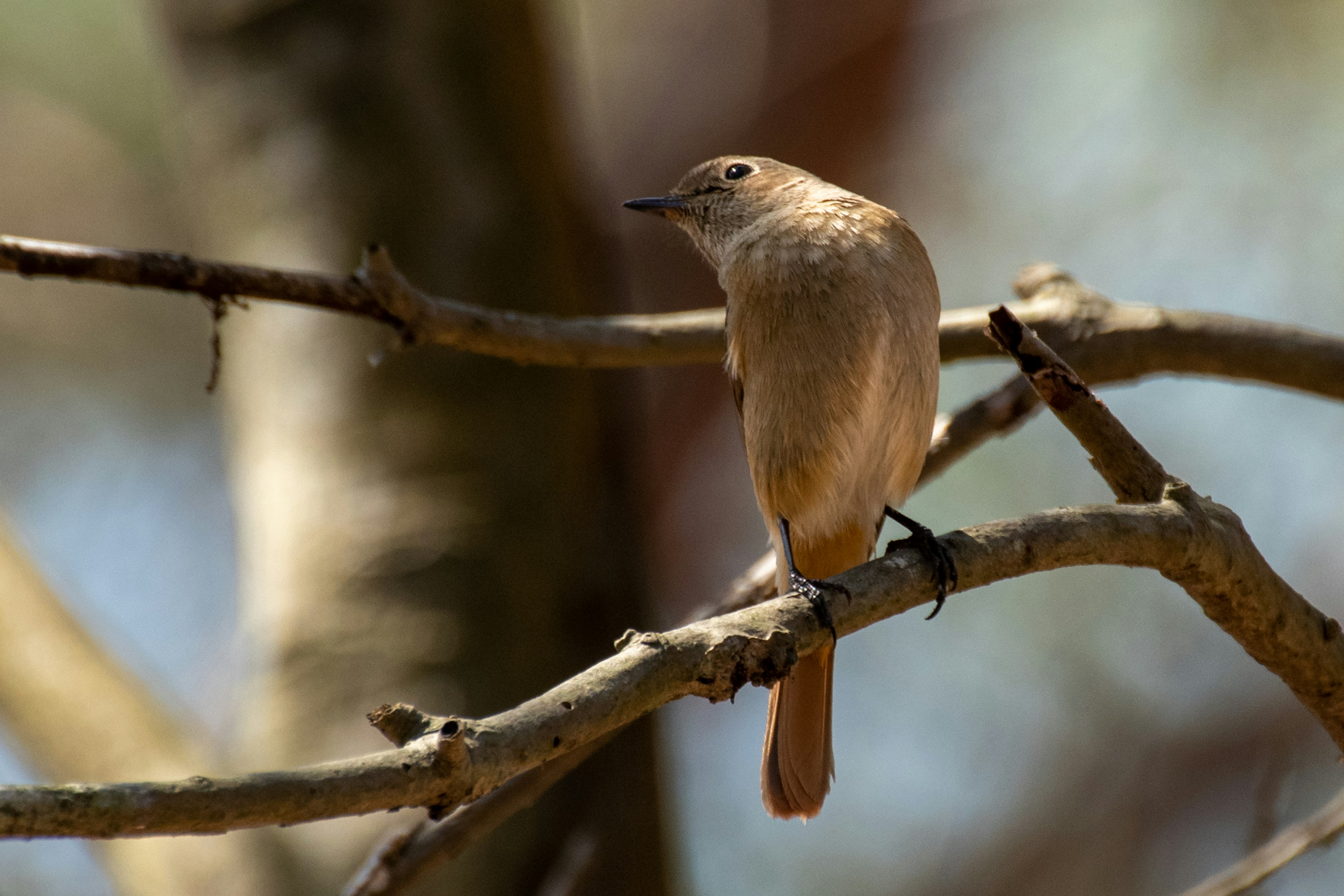 Un piccolo uccello marrone appollaiato su un ramo