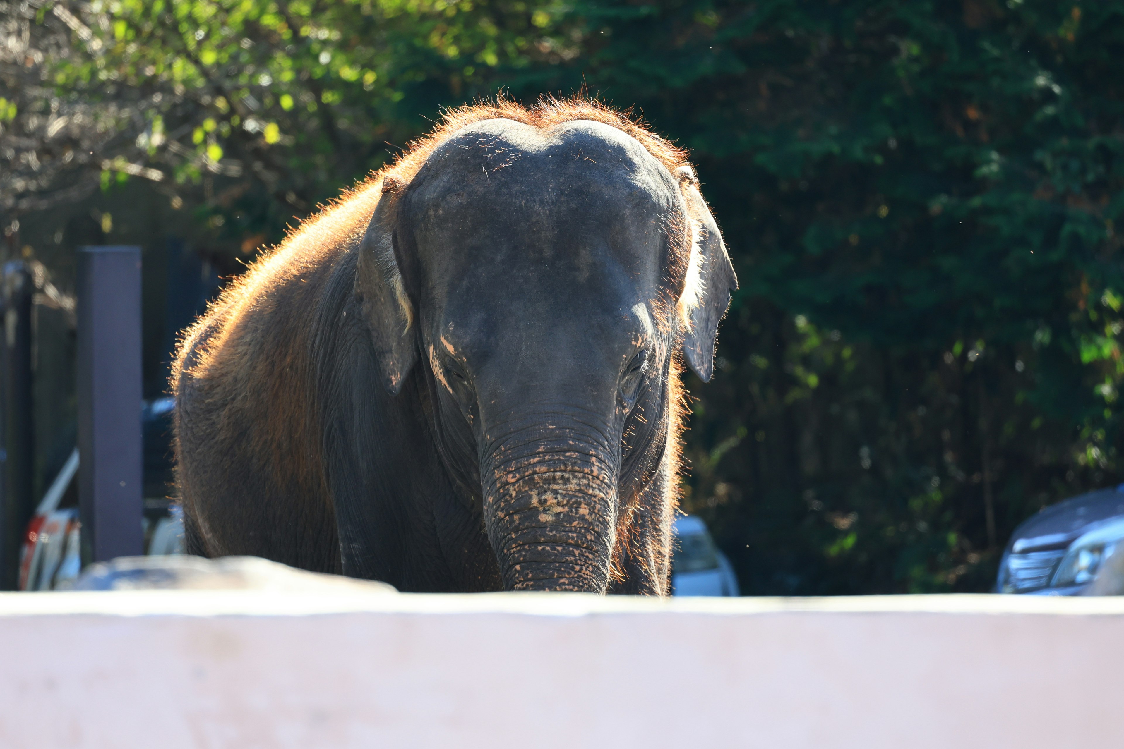 An elephant gazing closely at the camera