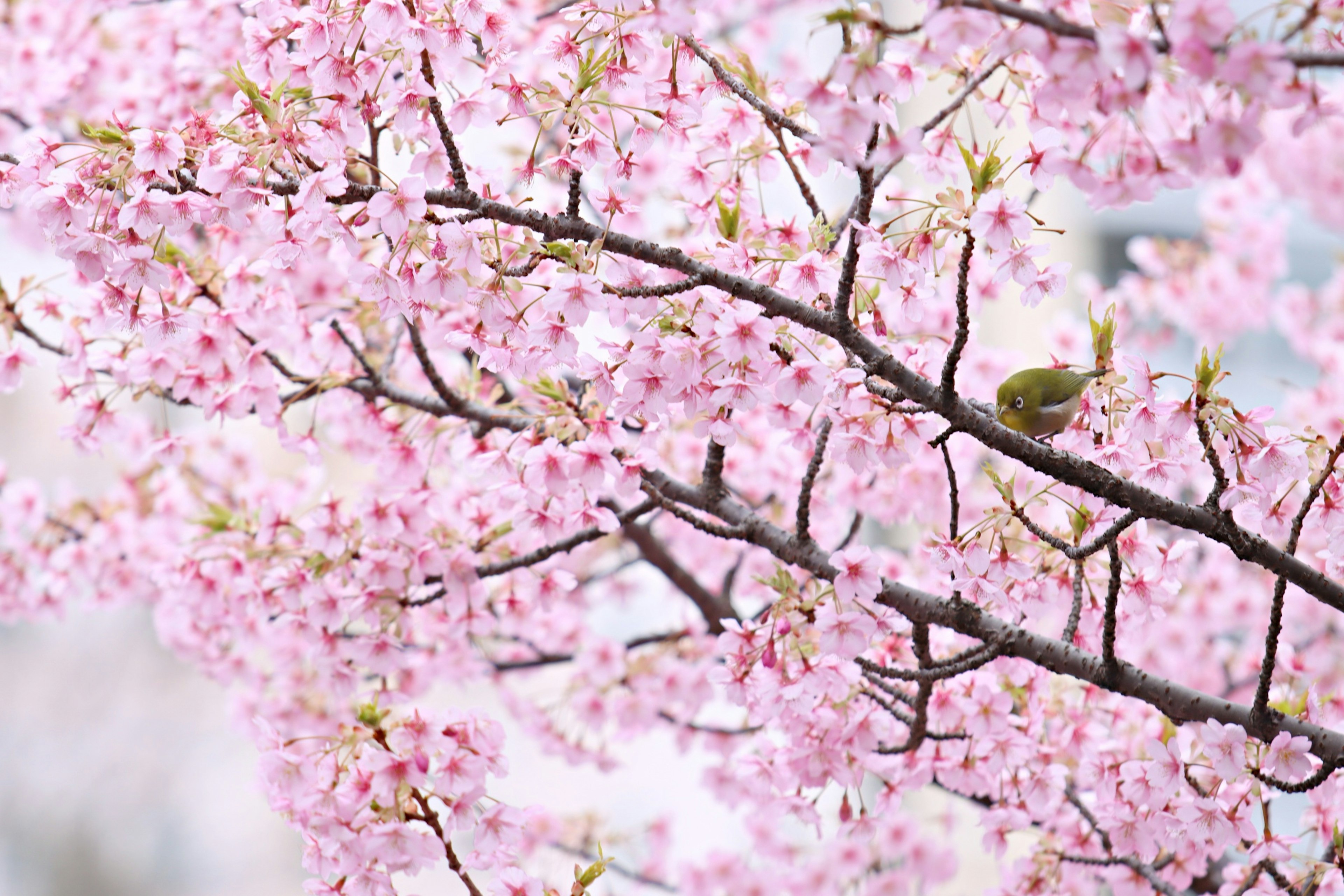 Close-up of cherry blossom branches with pink flowers