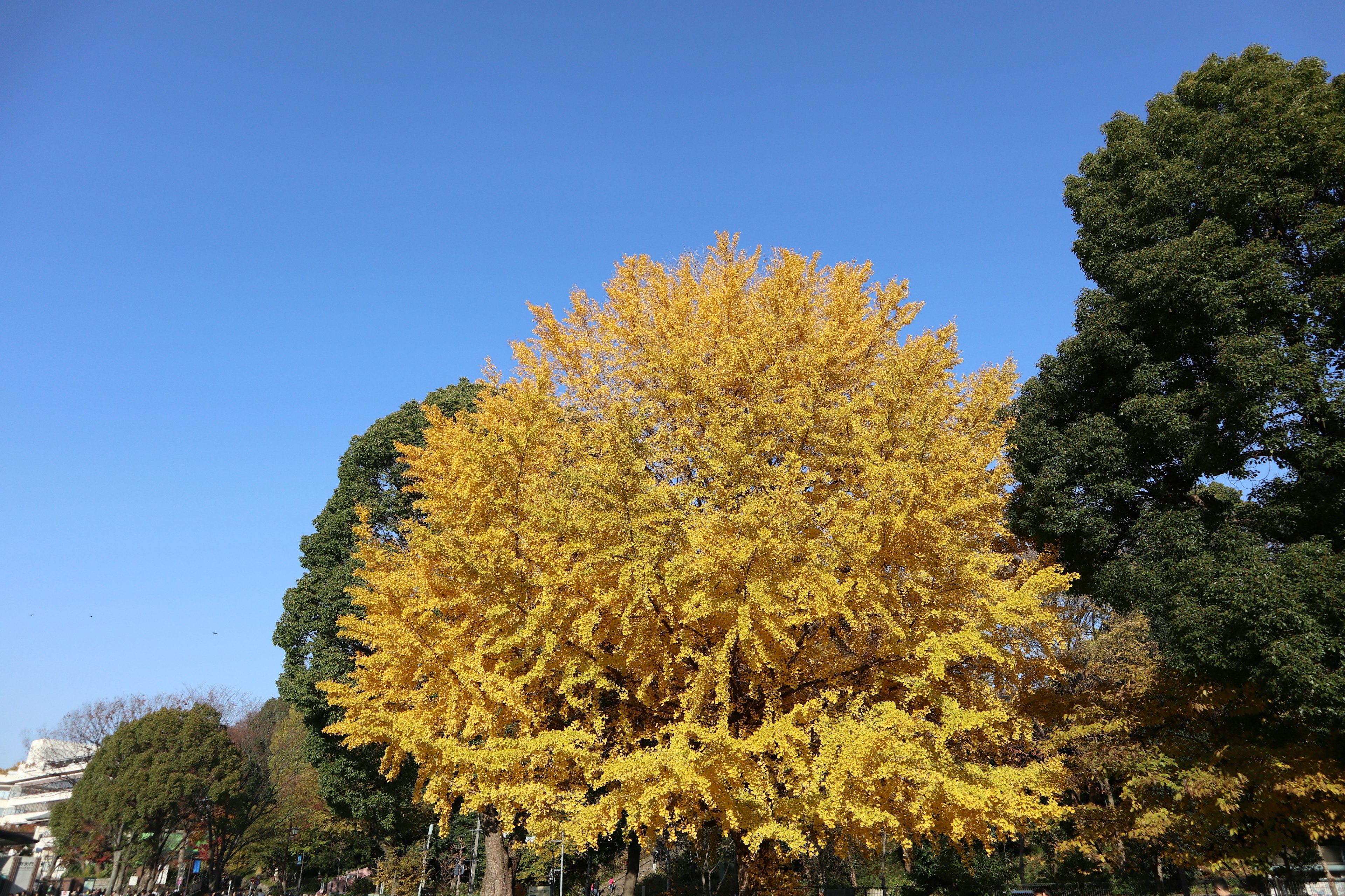 Sebuah pohon ginkgo yang indah dengan daun kuning cerah di bawah langit biru yang jernih