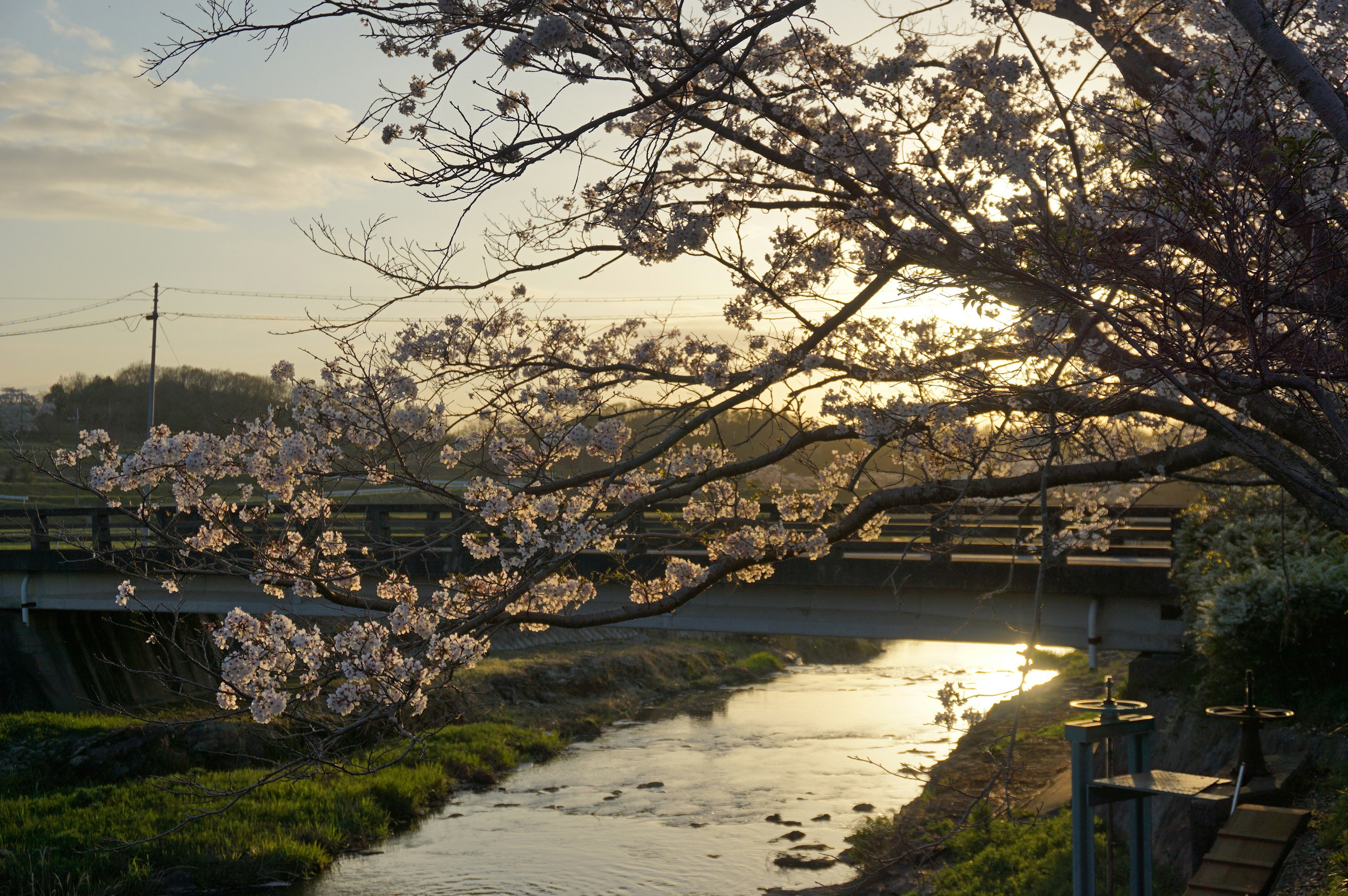 Árboles de cerezo en flor enmarcando un río y un puente al atardecer