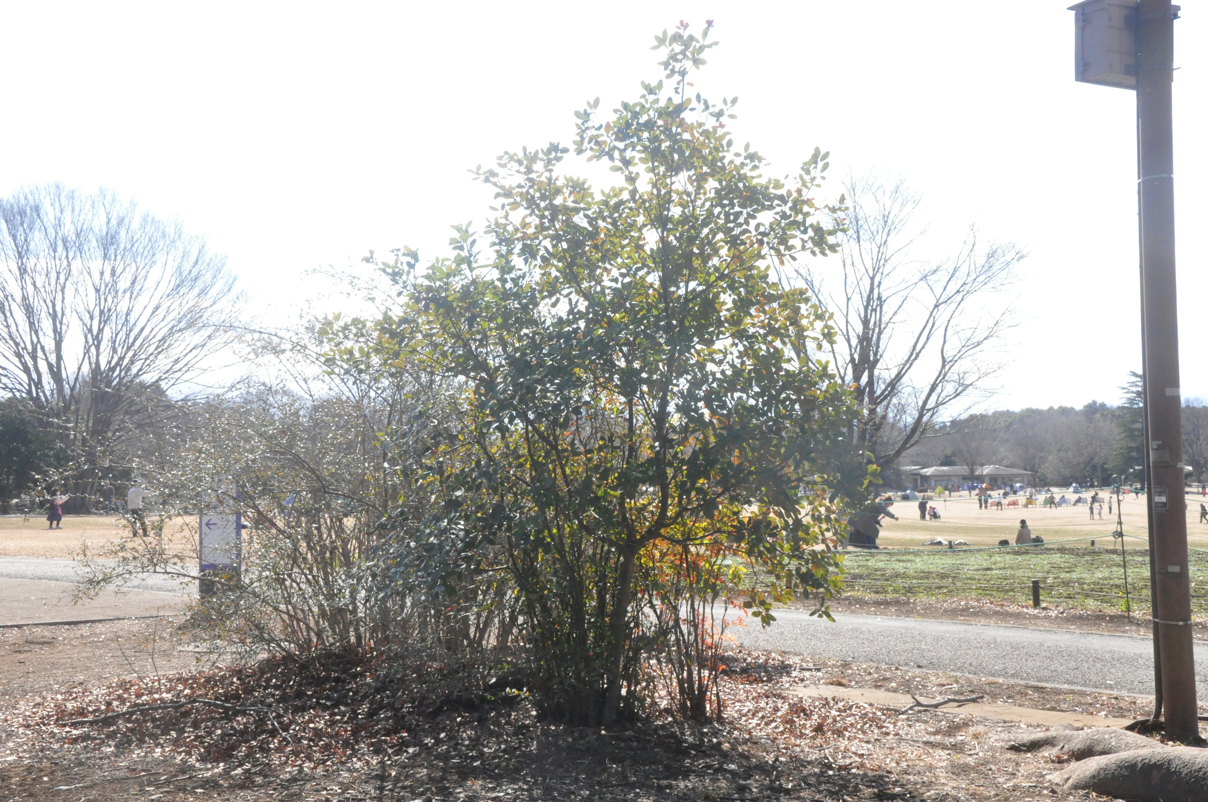 A green tree under bright sunlight with dry leaves around