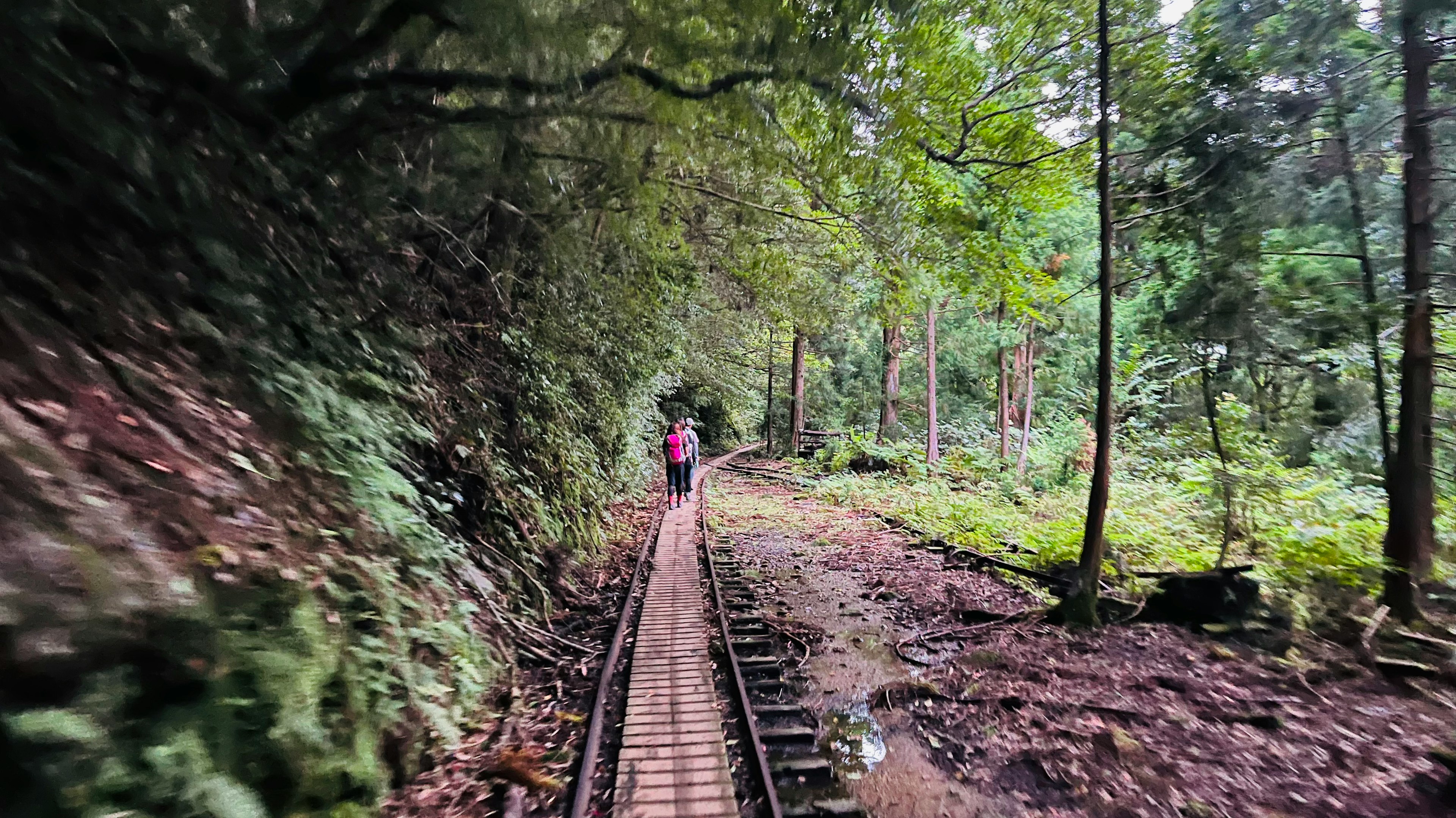 緑の木々に囲まれた線路を歩く人物