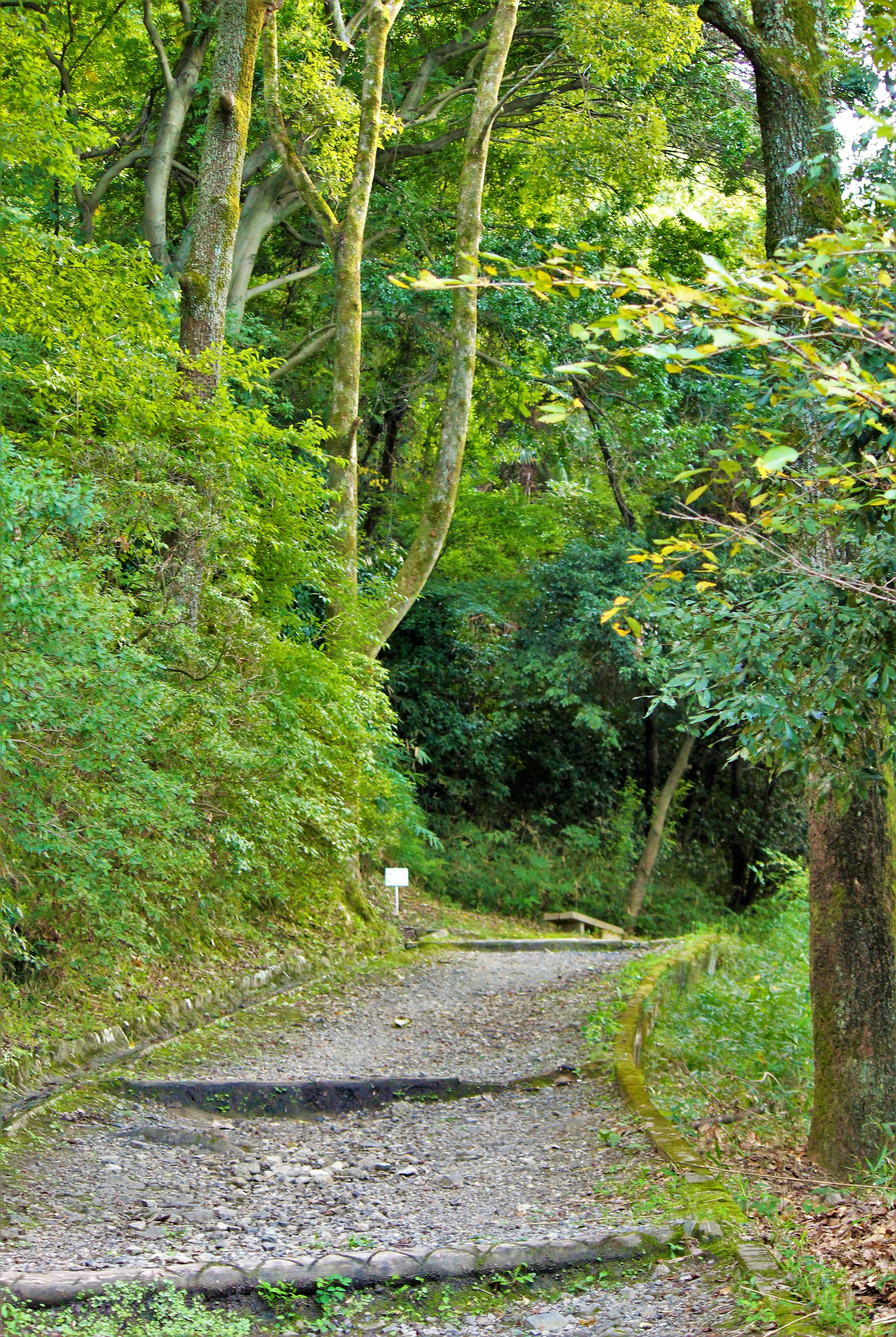 Scenic pathway surrounded by lush green trees