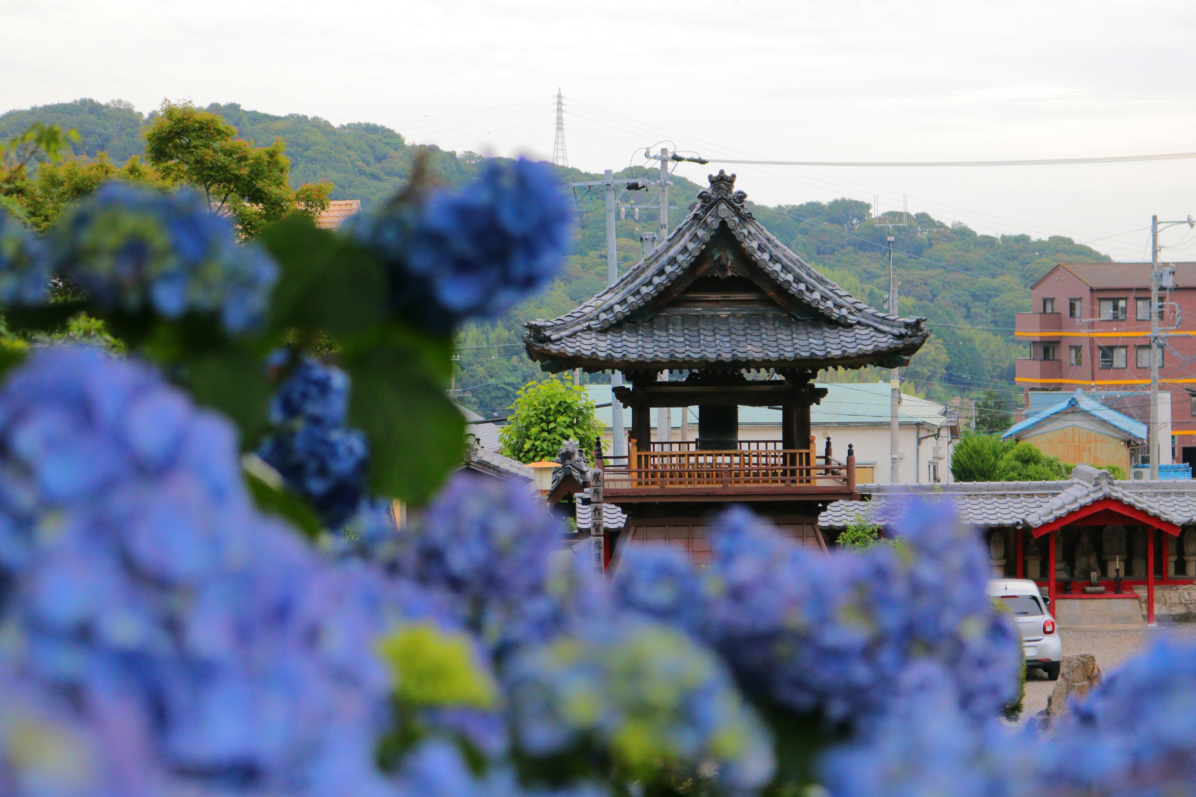 Traditional Japanese temple behind blooming blue hydrangeas