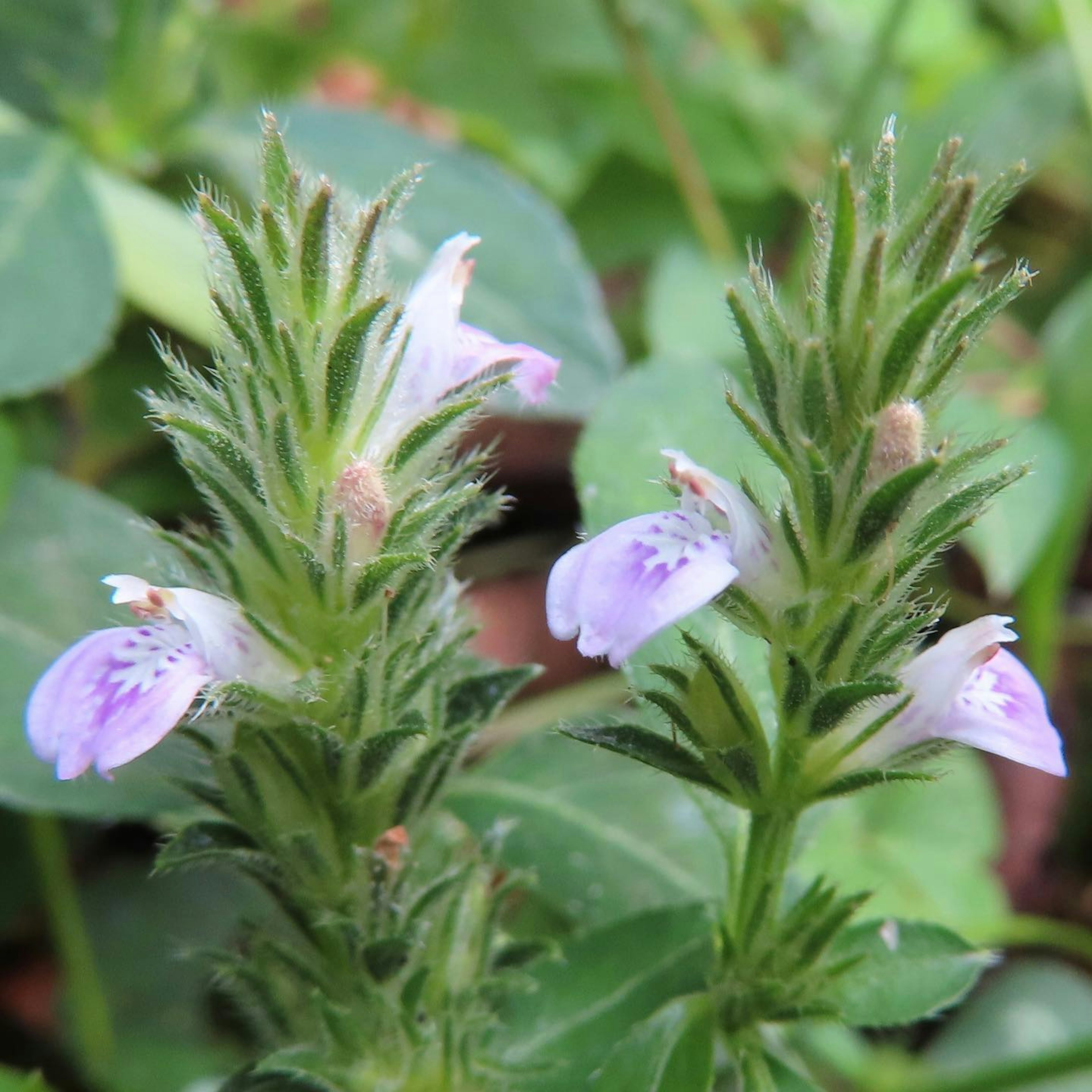 Gros plan d'une petite plante avec des fleurs violettes