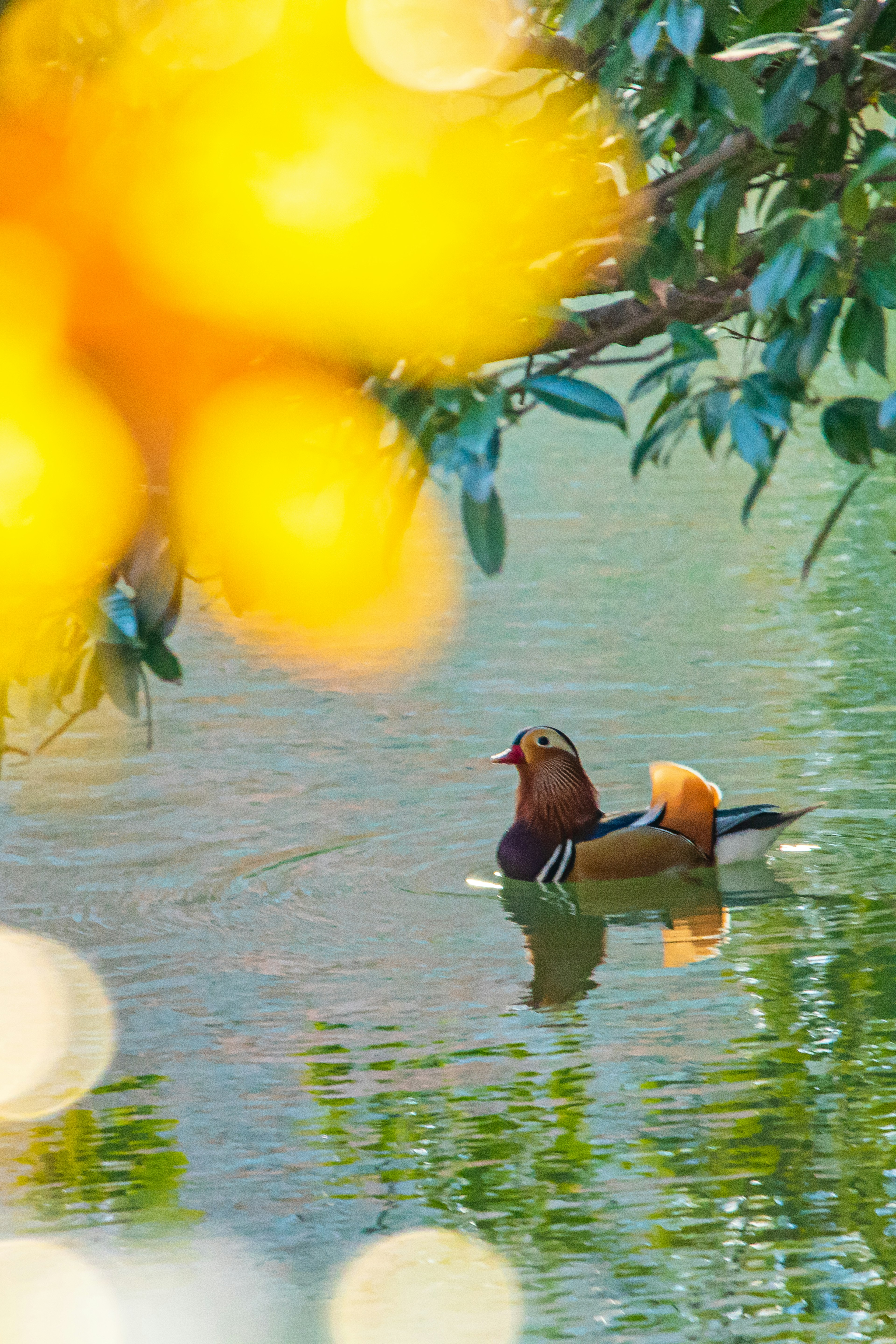 A mandarin duck floating on the water with vibrant yellow bokeh in the background