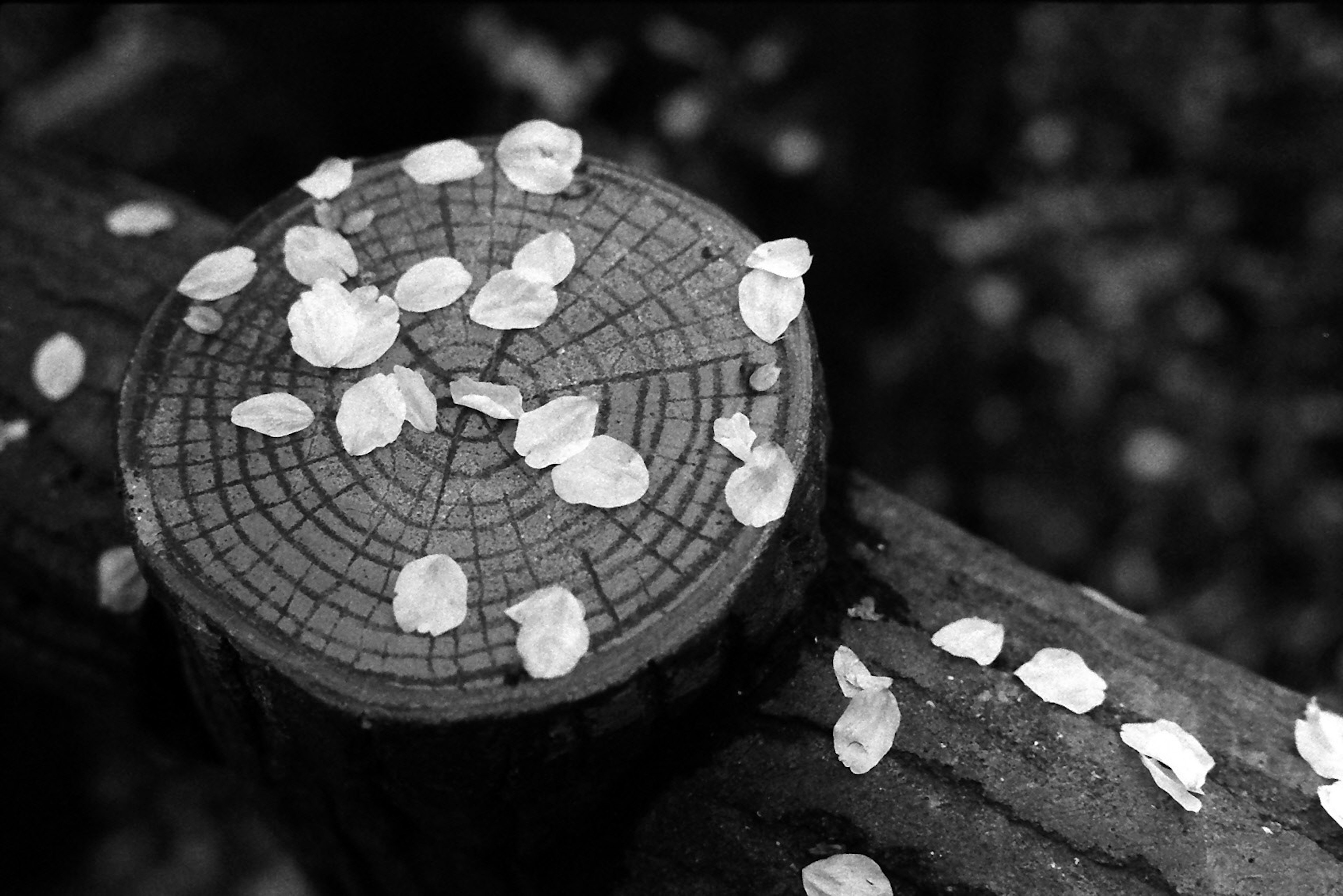 Imagen en blanco y negro de un tocón de árbol cubierto de pétalos esparcidos