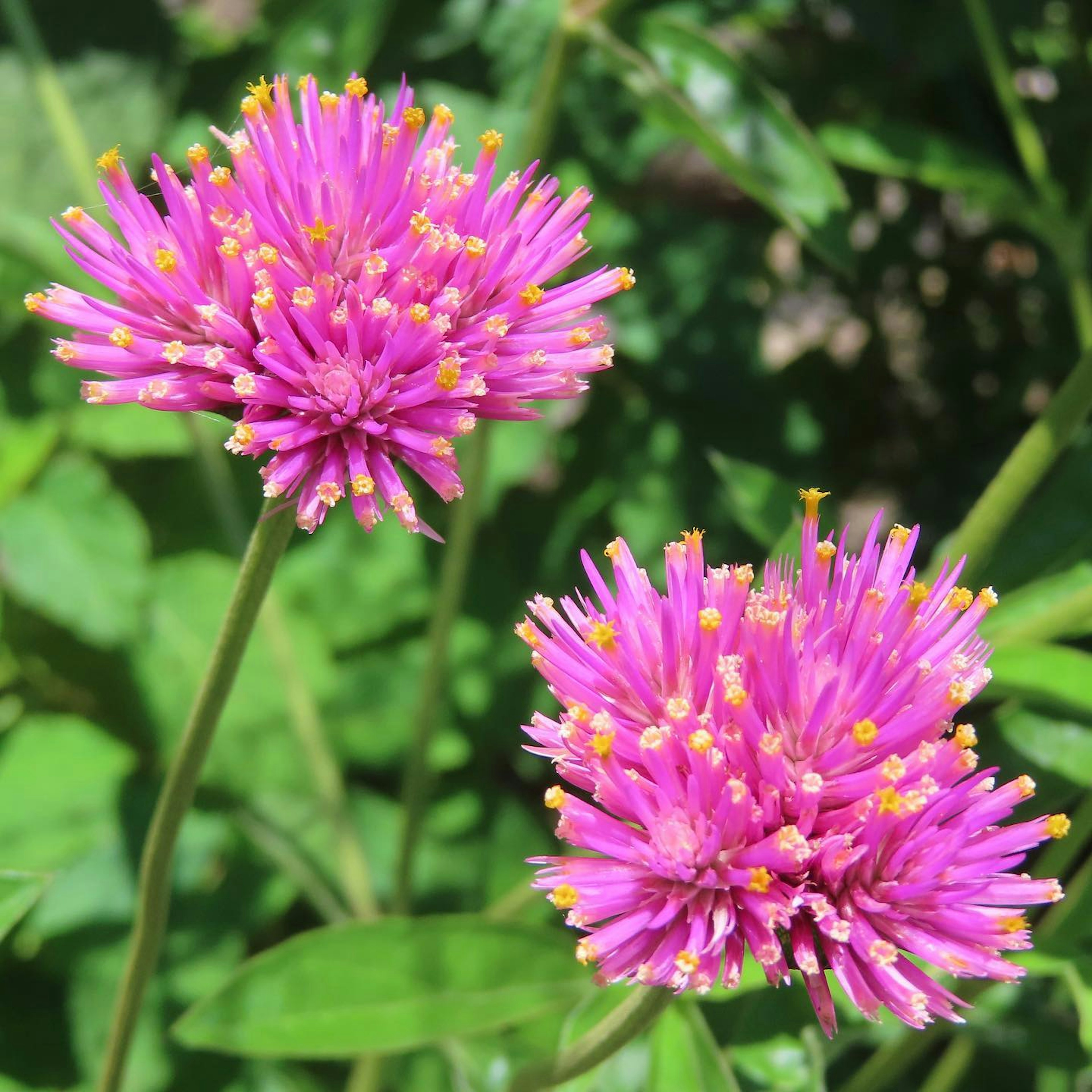 Close-up of vibrant pink flowers on green foliage