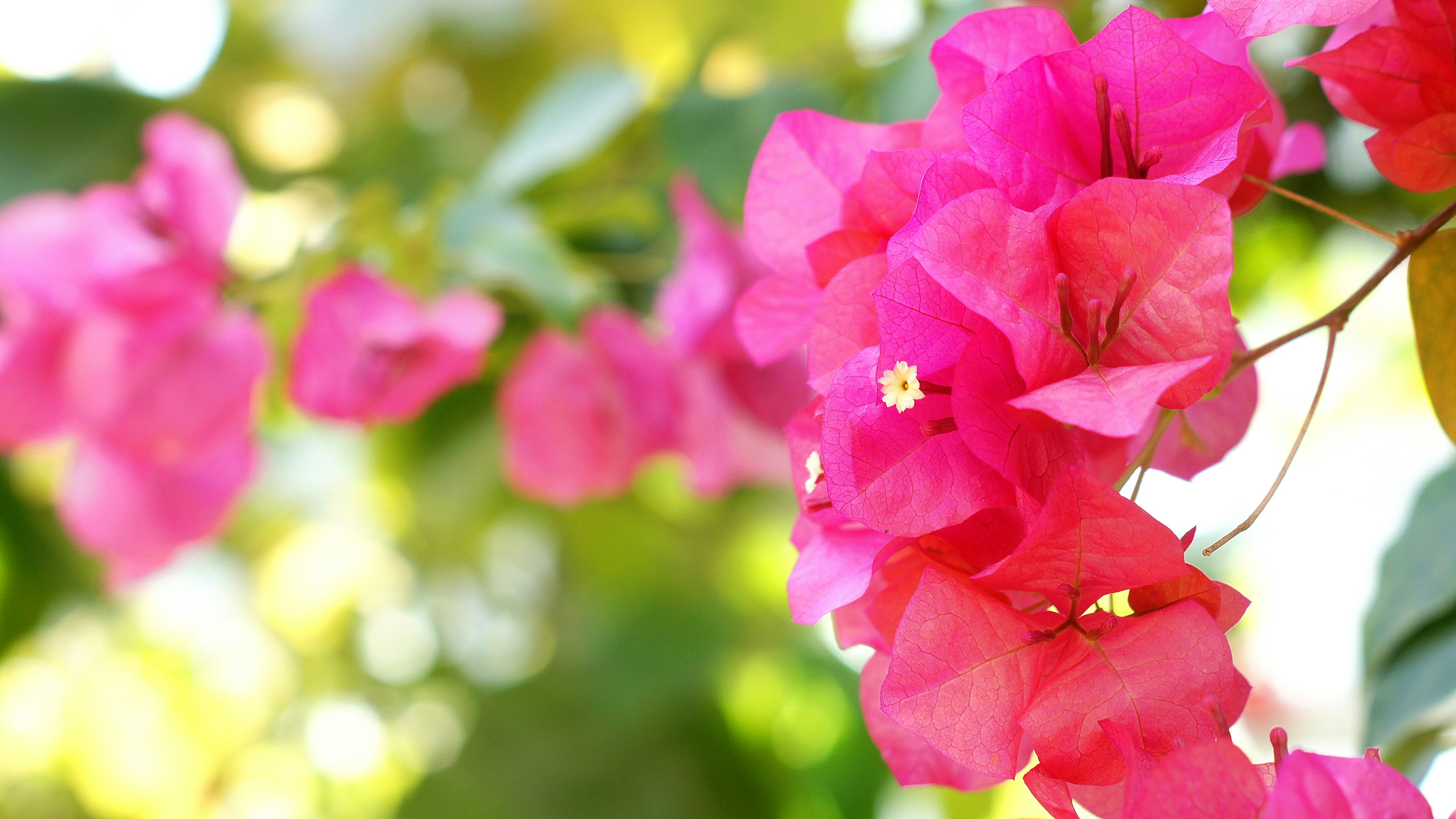 ดอกบูกาเวลเลียสีชมพูสดใสบานอยู่ท่ามกลางใบเขียว