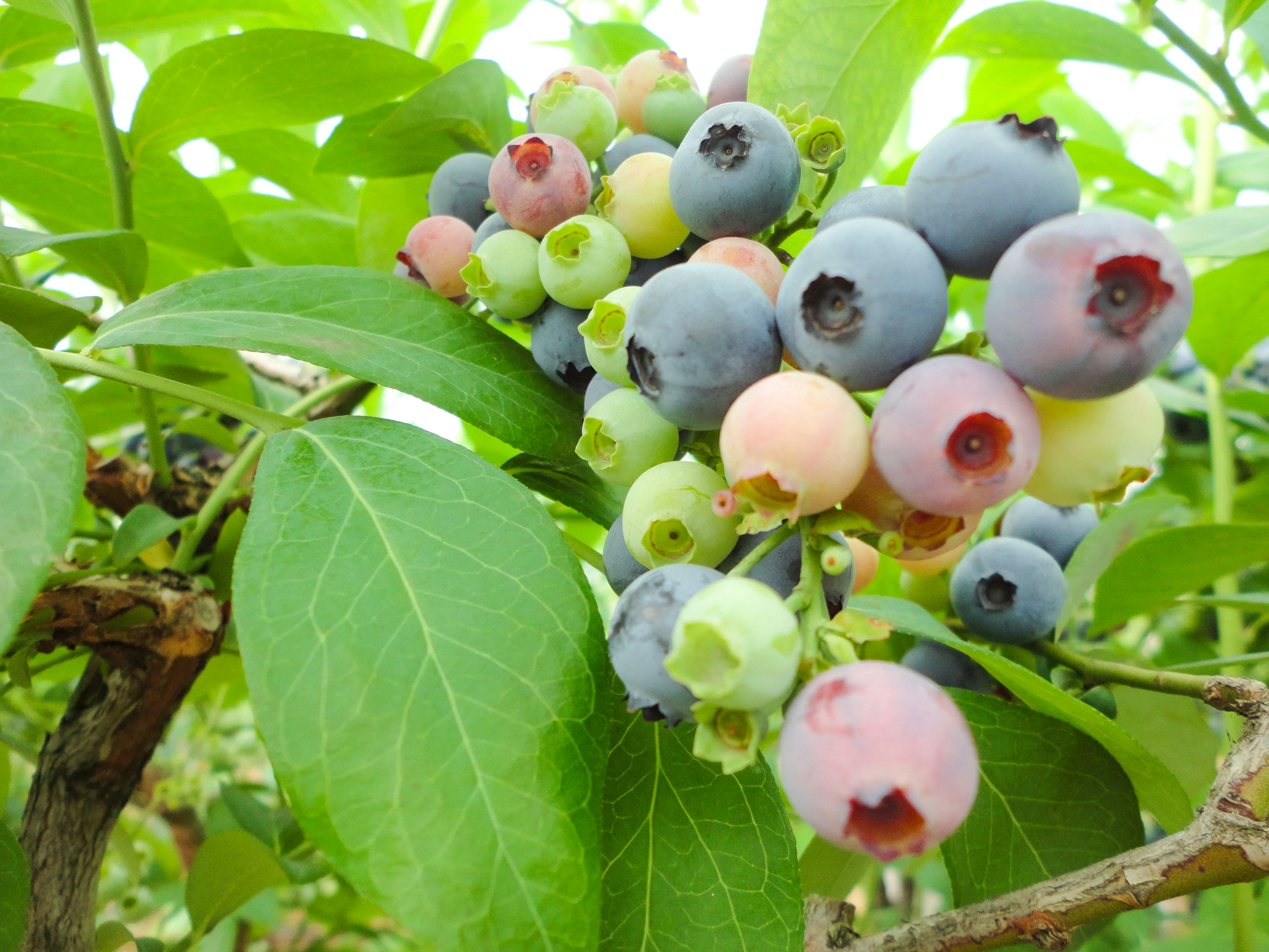 Cluster of blueberries in various stages of ripeness with green leaves