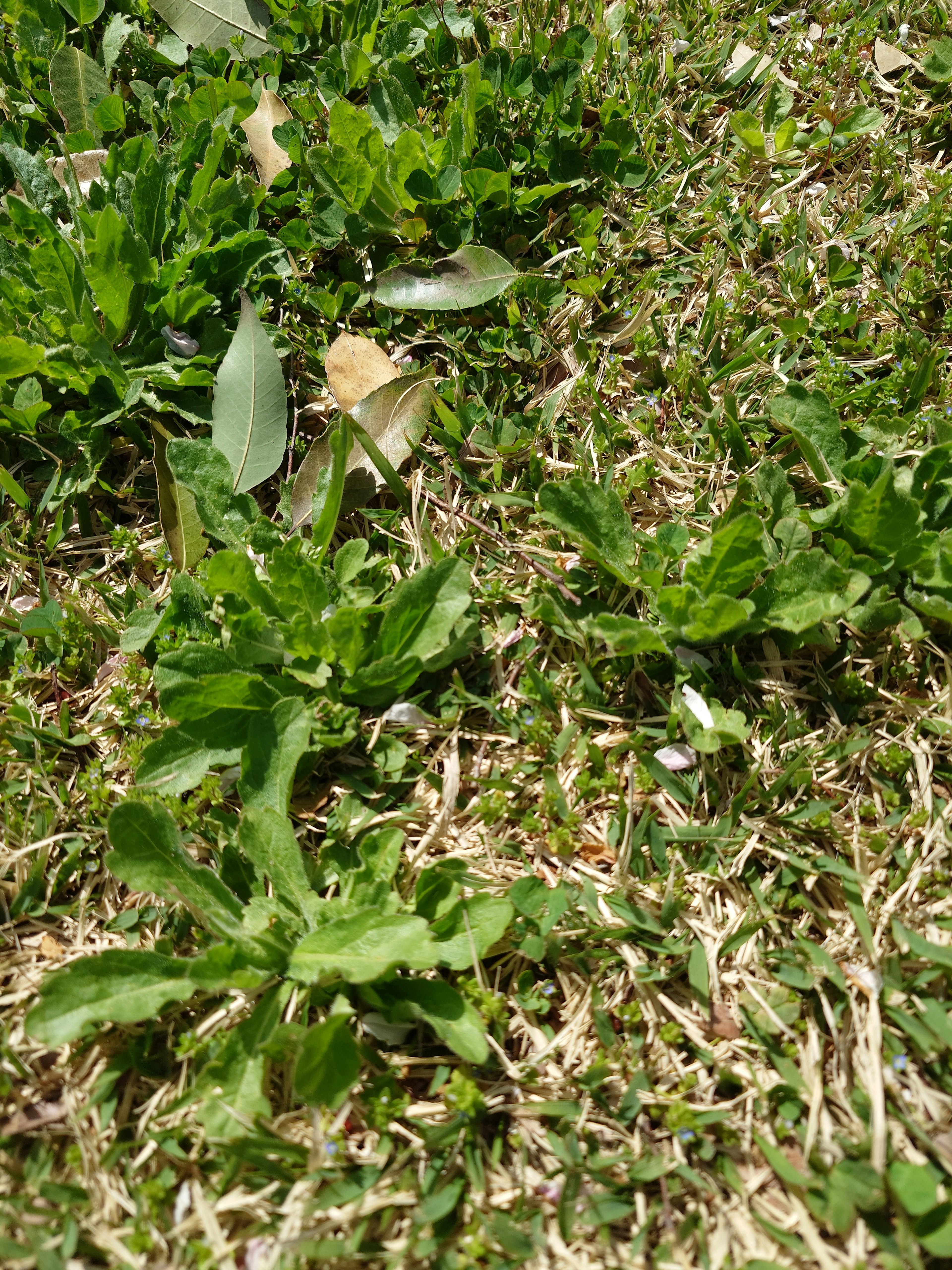 Toma de cerca de hierba verde y hojas en el suelo