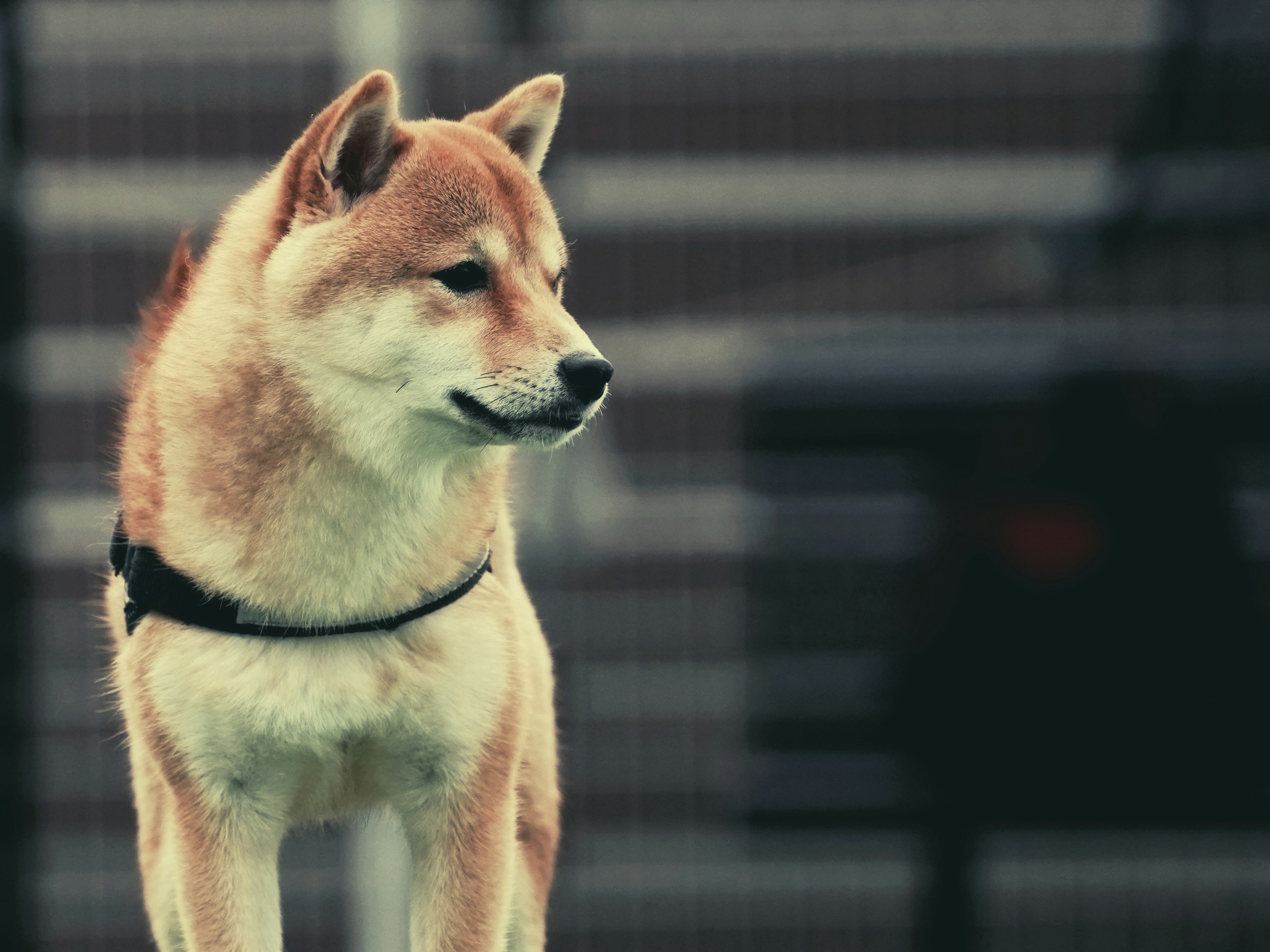 Shiba Inu de pie mirando hacia un lado