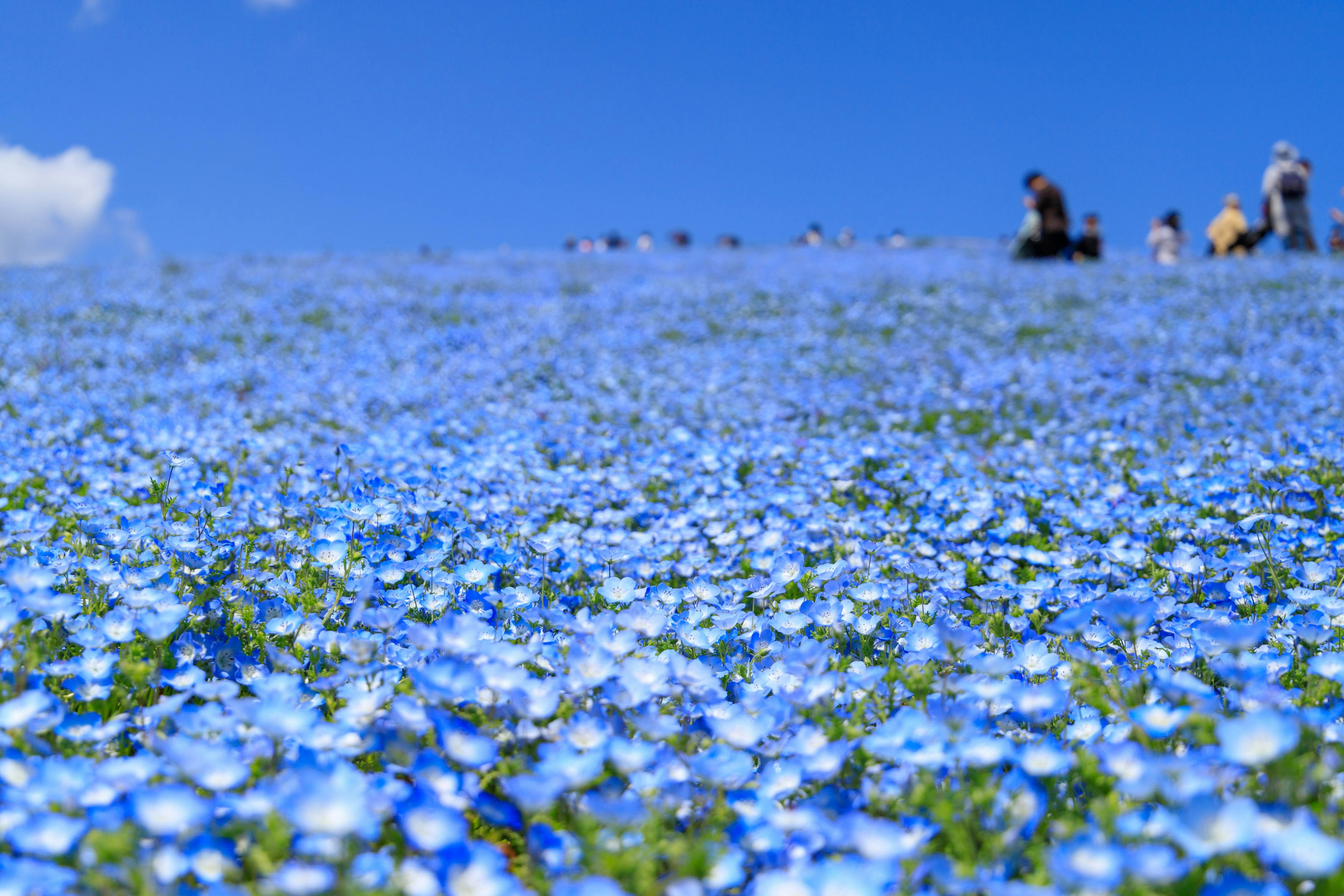 Una vista panoramica di una collina coperta di fiori blu con persone che camminano