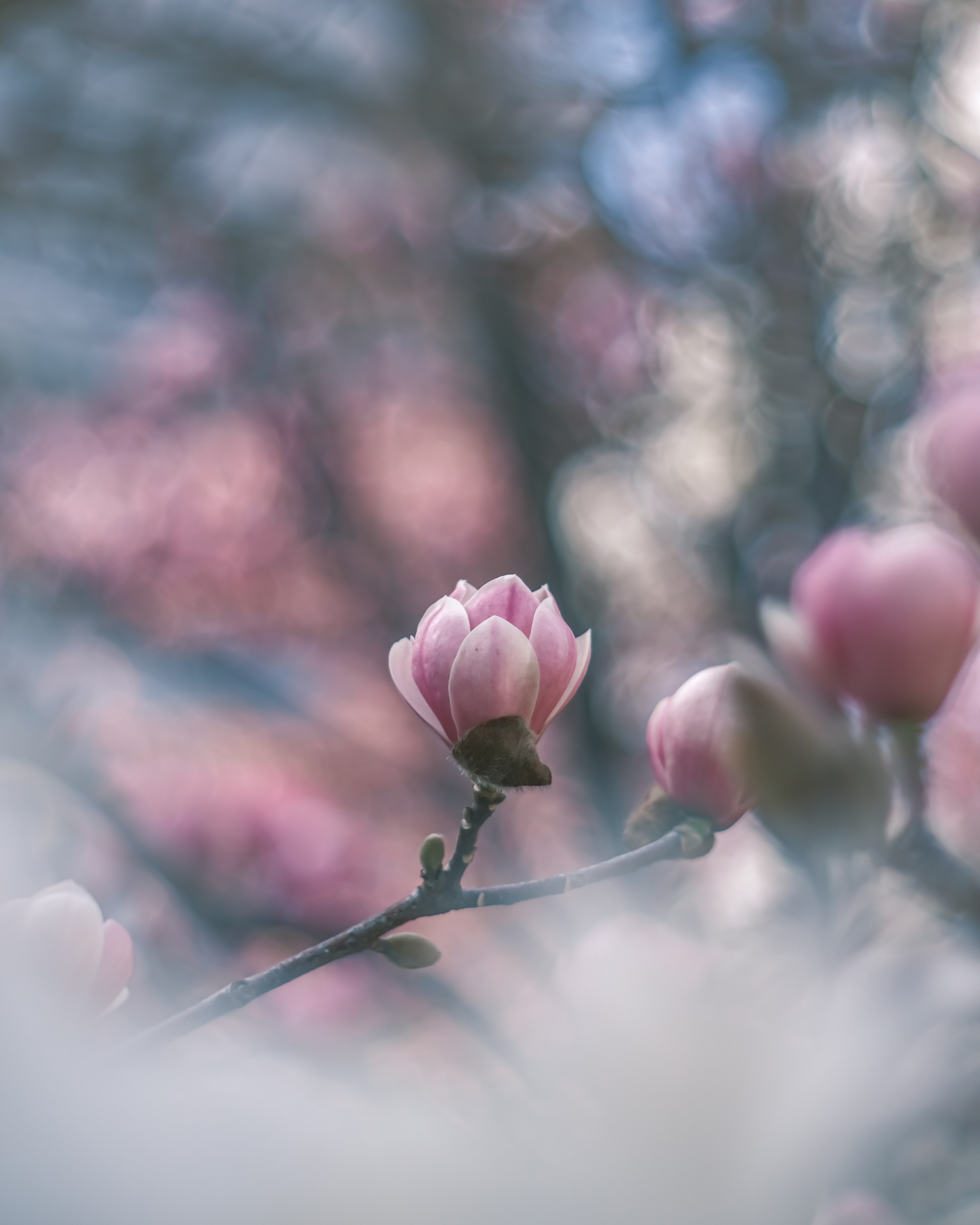 Close-up of a branch with soft pink flowers blooming