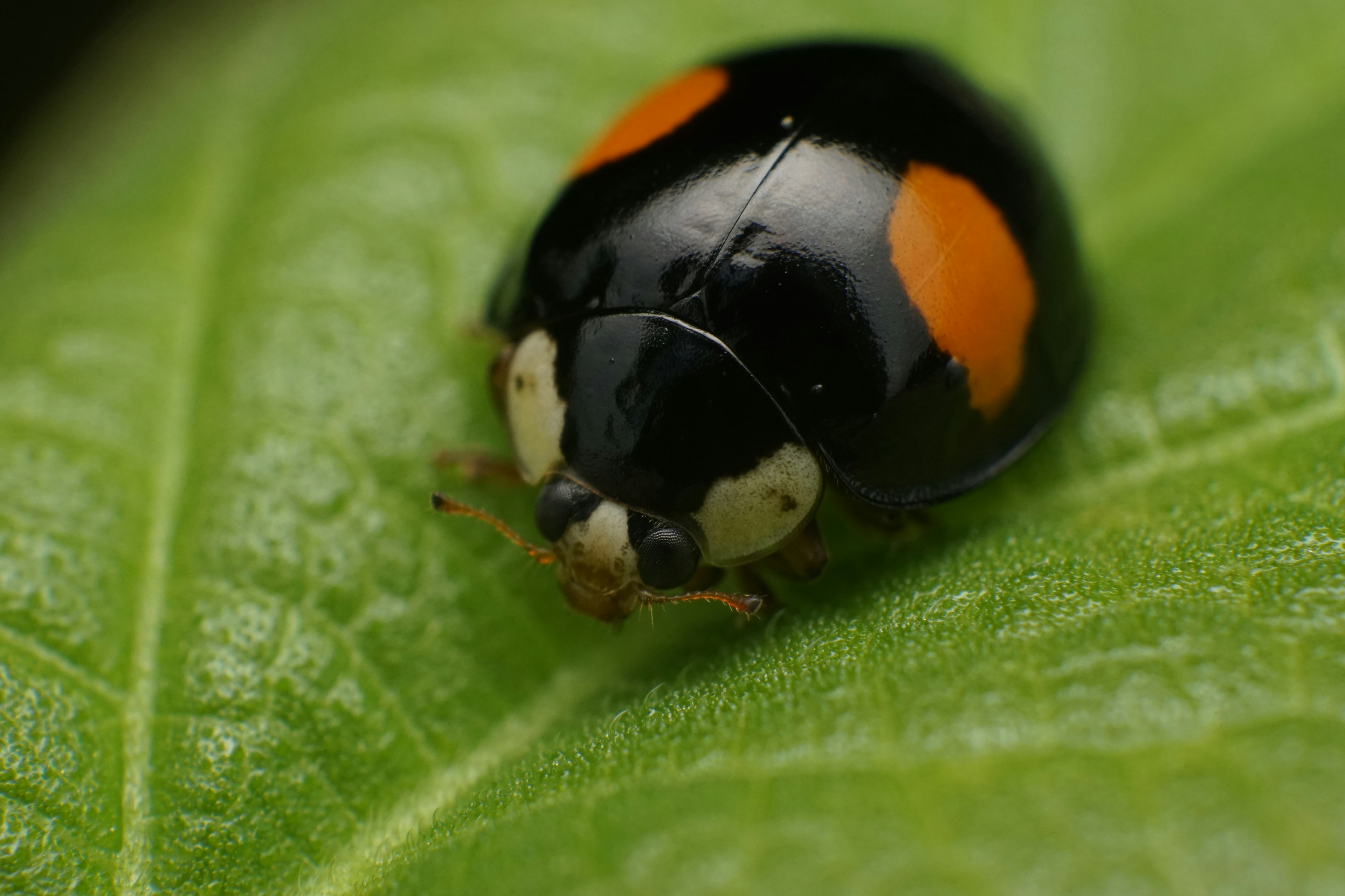 Coccinella con corpo nero e macchie arancioni che riposa su una foglia