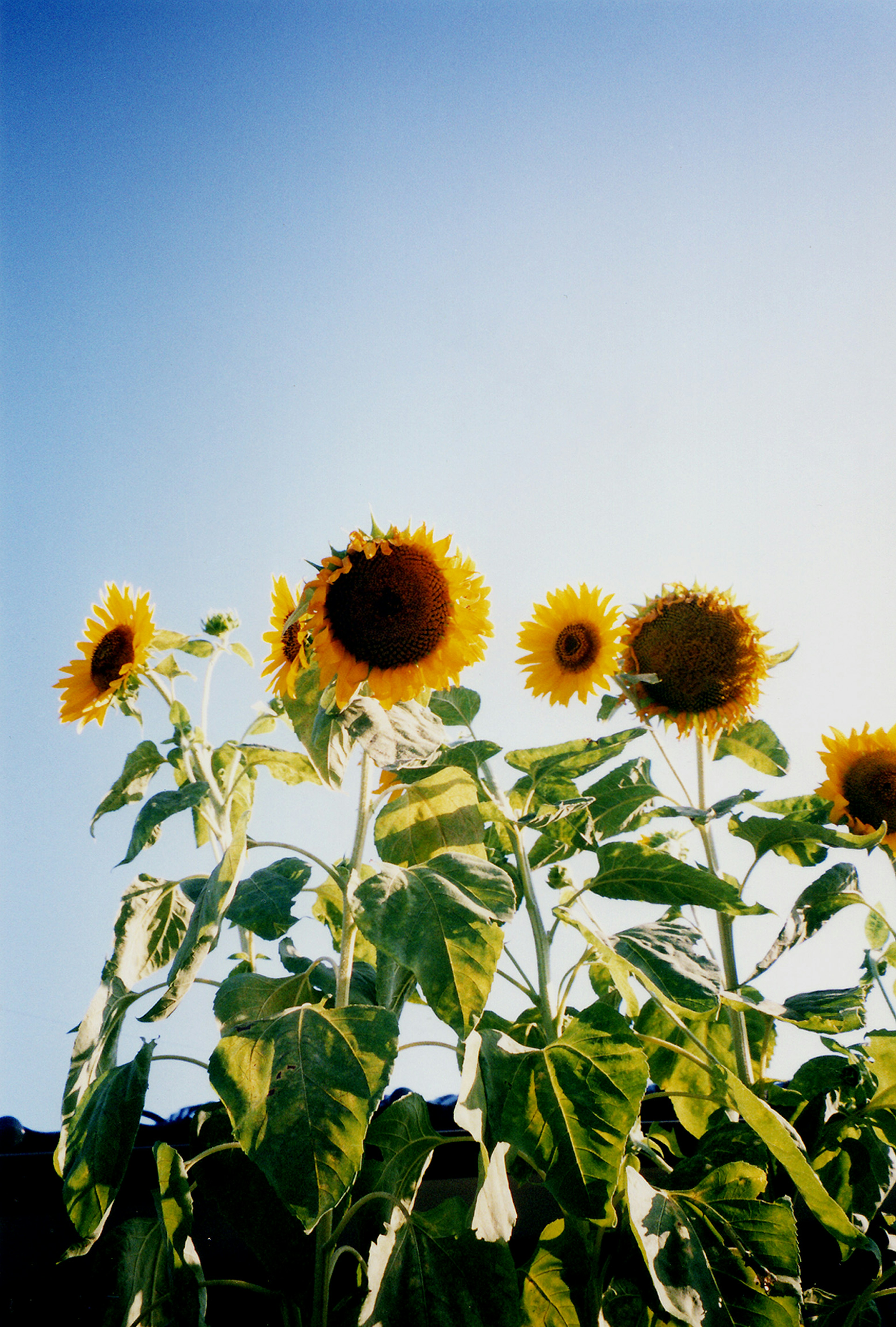 Un groupe de tournesols fleurissant sous un ciel bleu