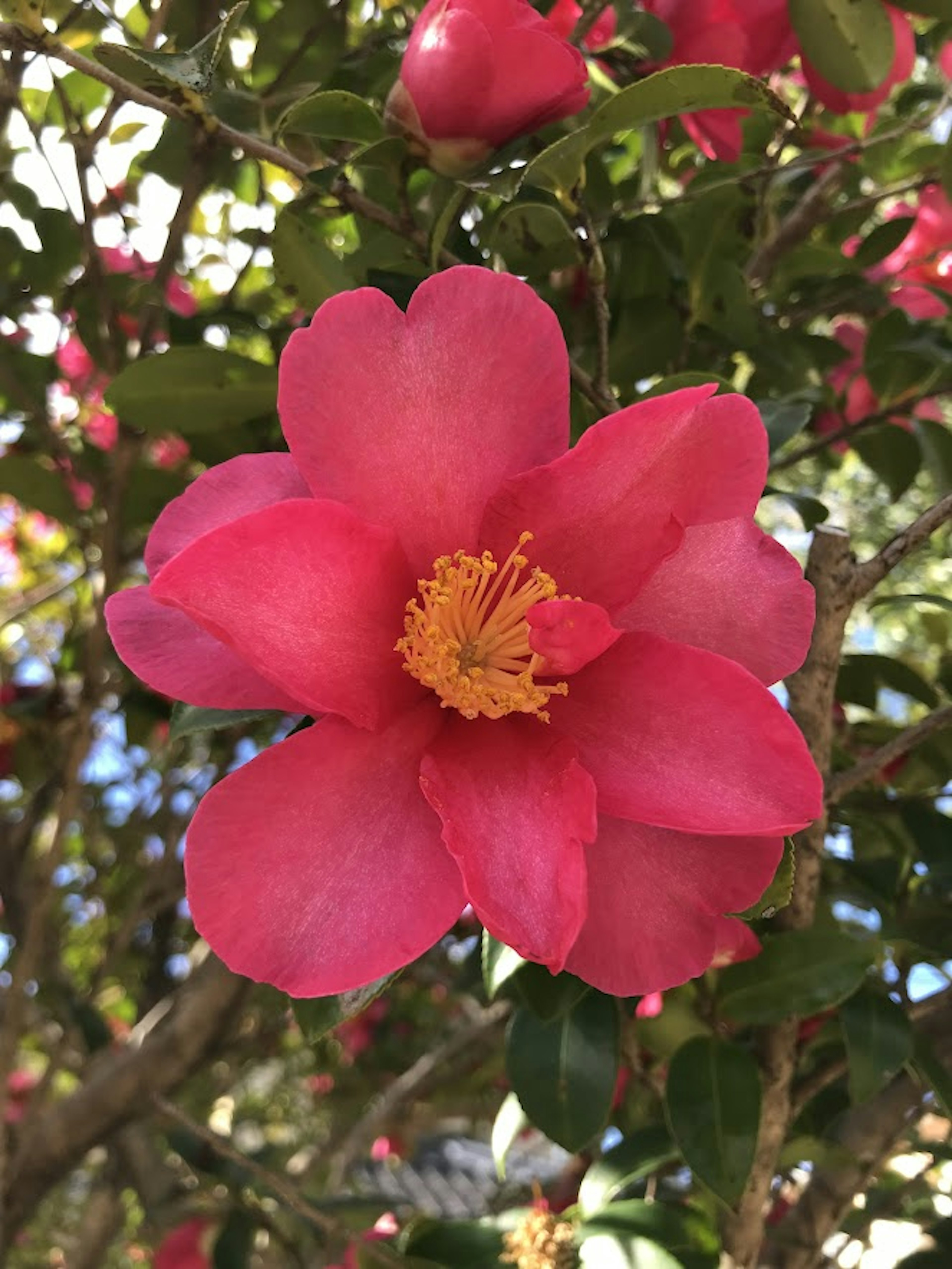 Vivid pink camellia flower blooming